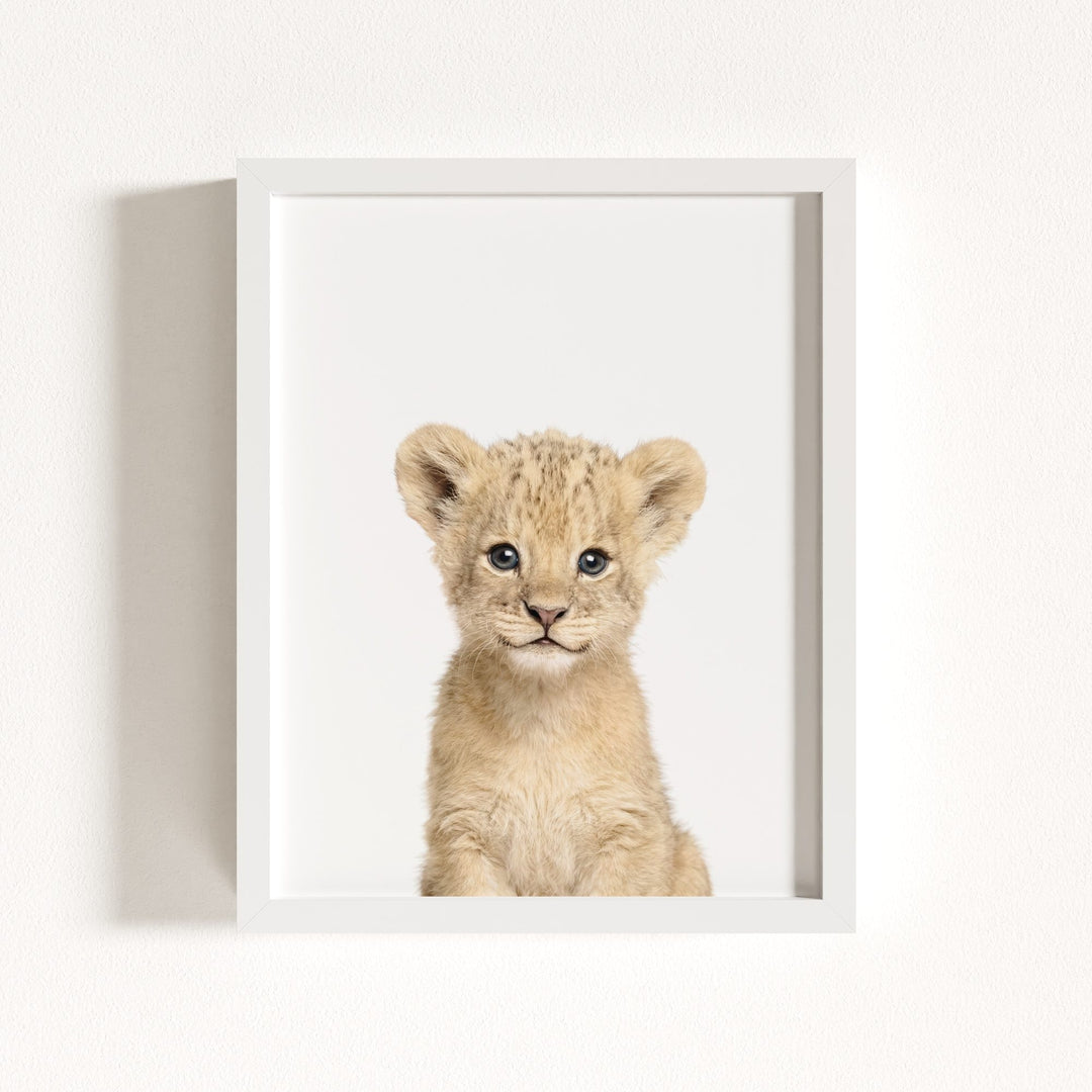 Baby Lion