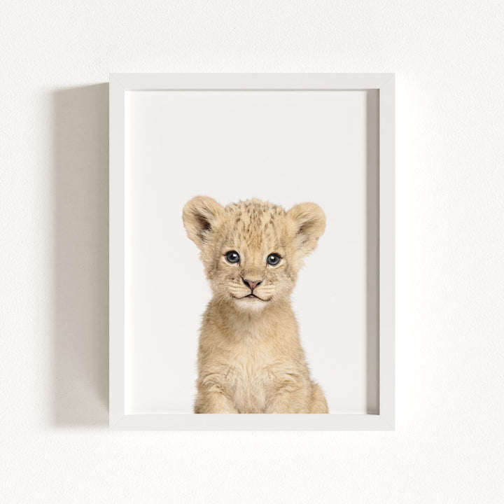 Baby Lion