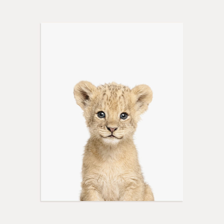 Baby Lion