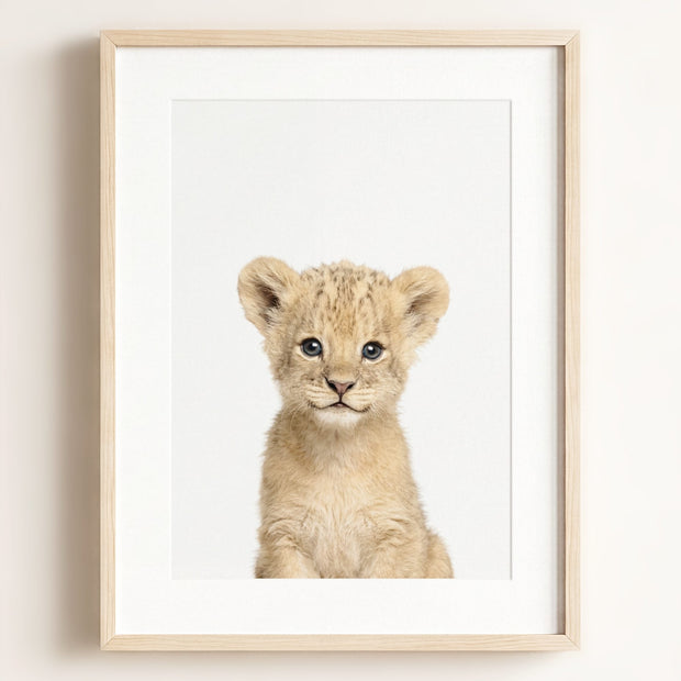 Baby Lion