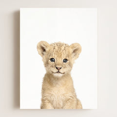 Baby Lion