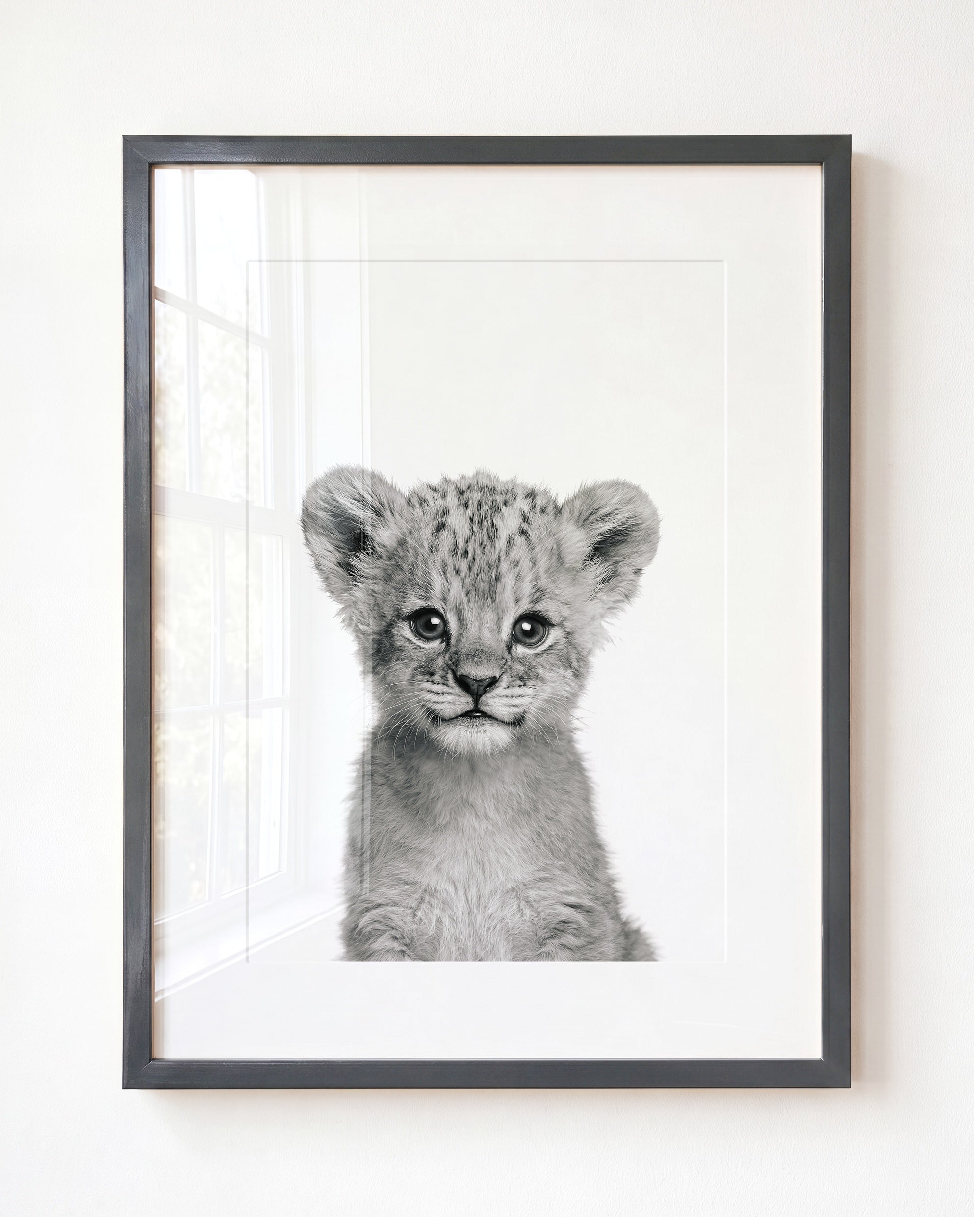 Baby Lion