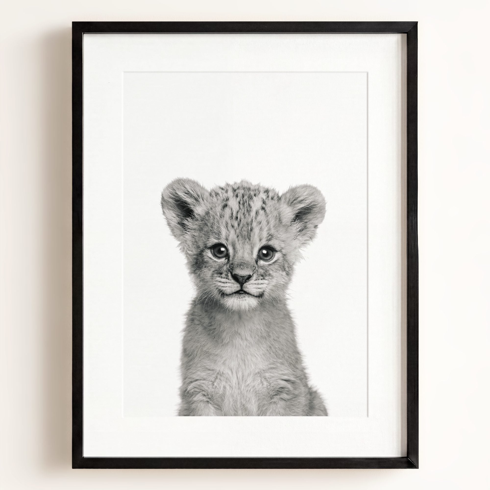 Baby Lion