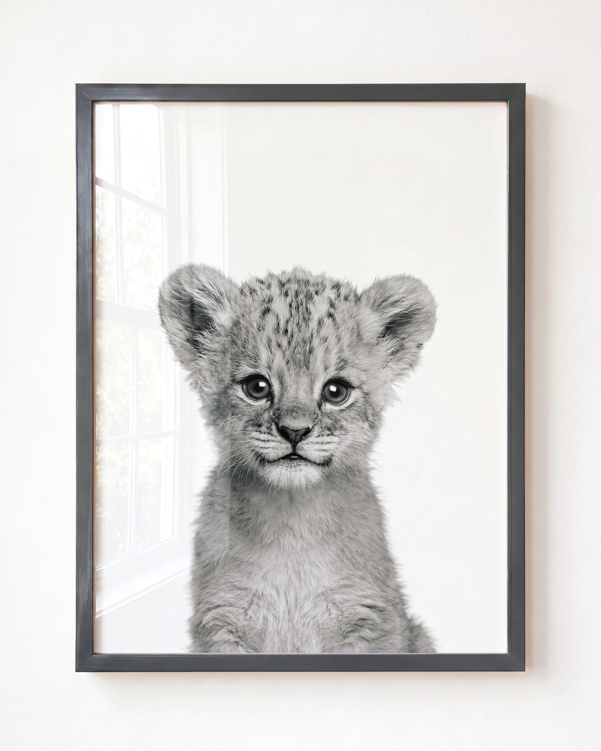 Baby Lion
