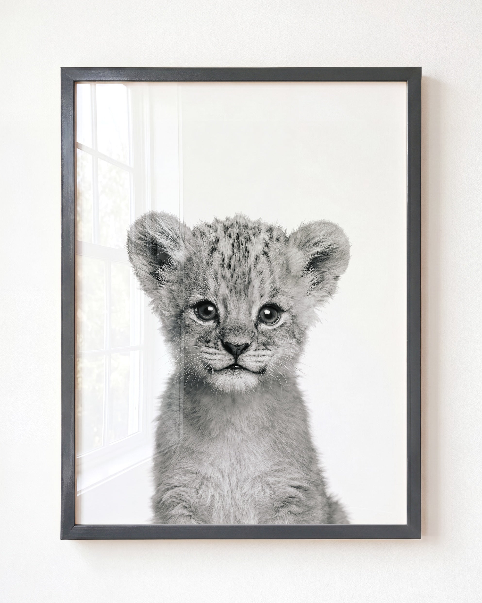 Baby Lion