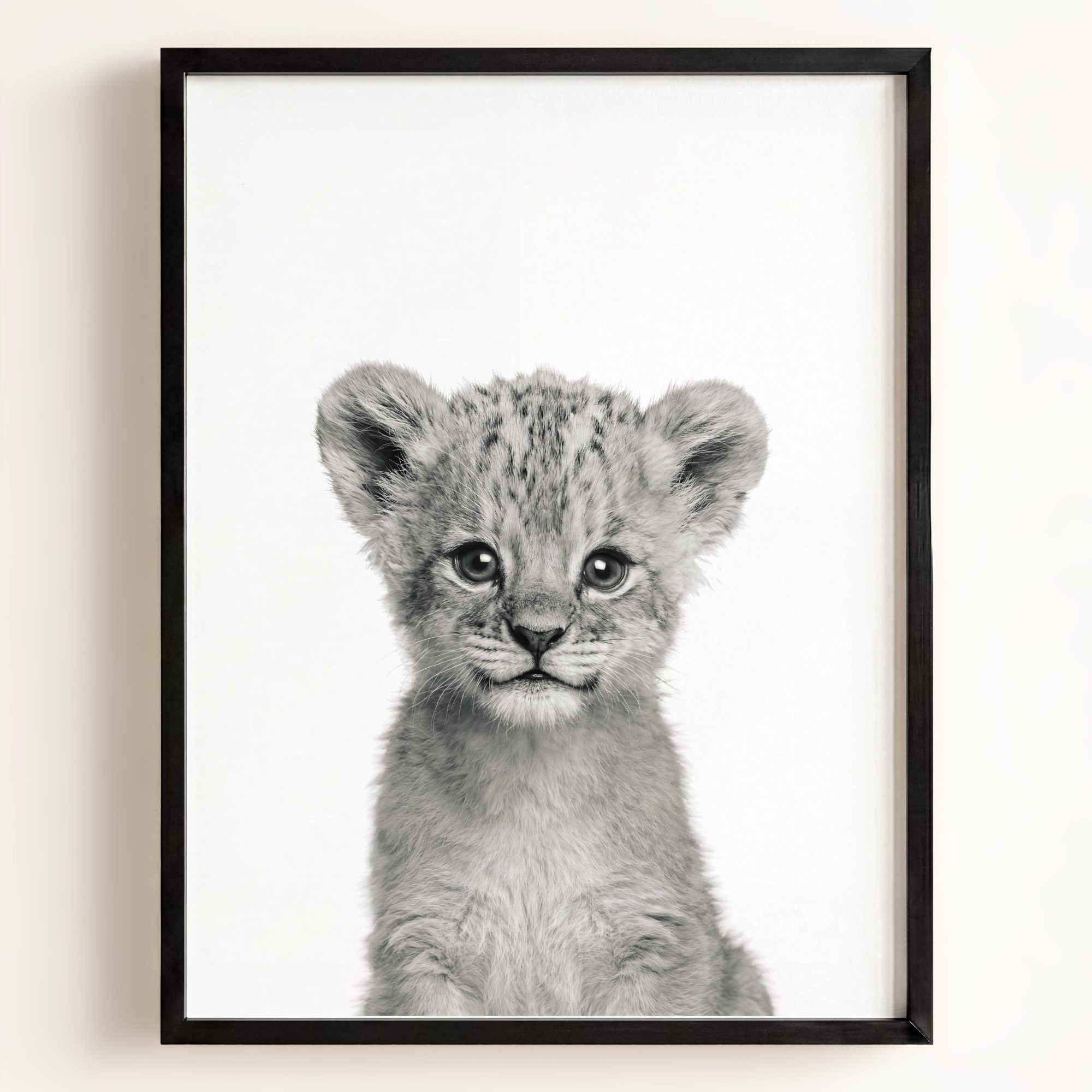 Baby Lion