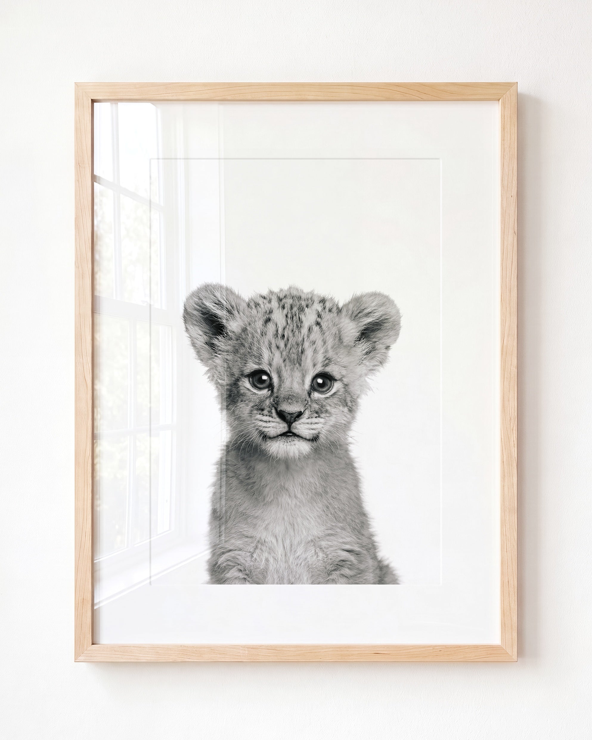 Baby Lion