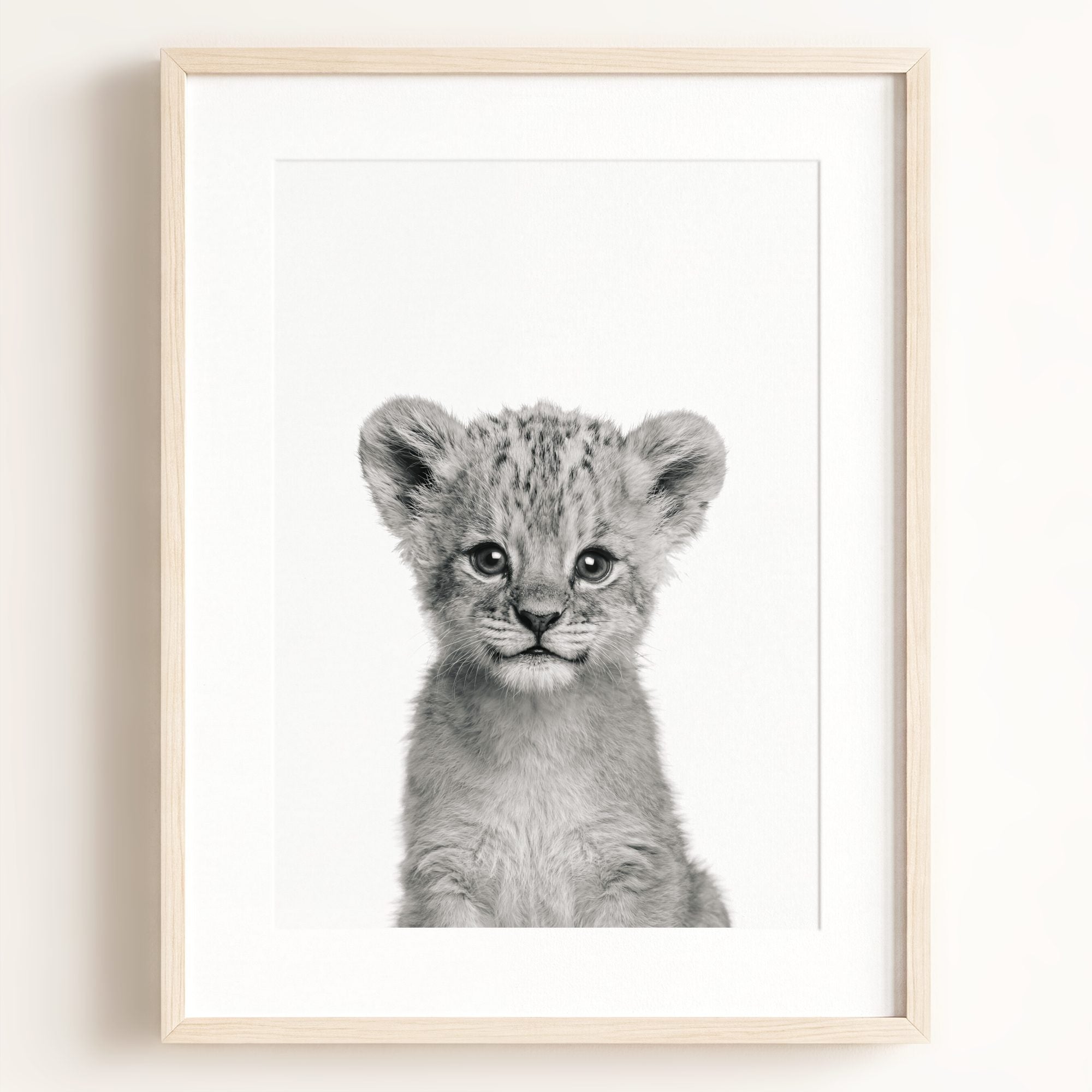Baby Lion