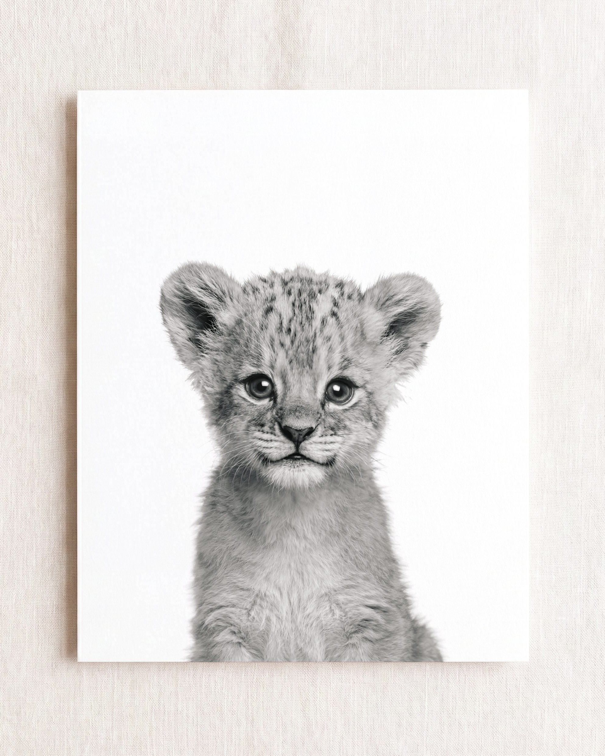 Baby Lion