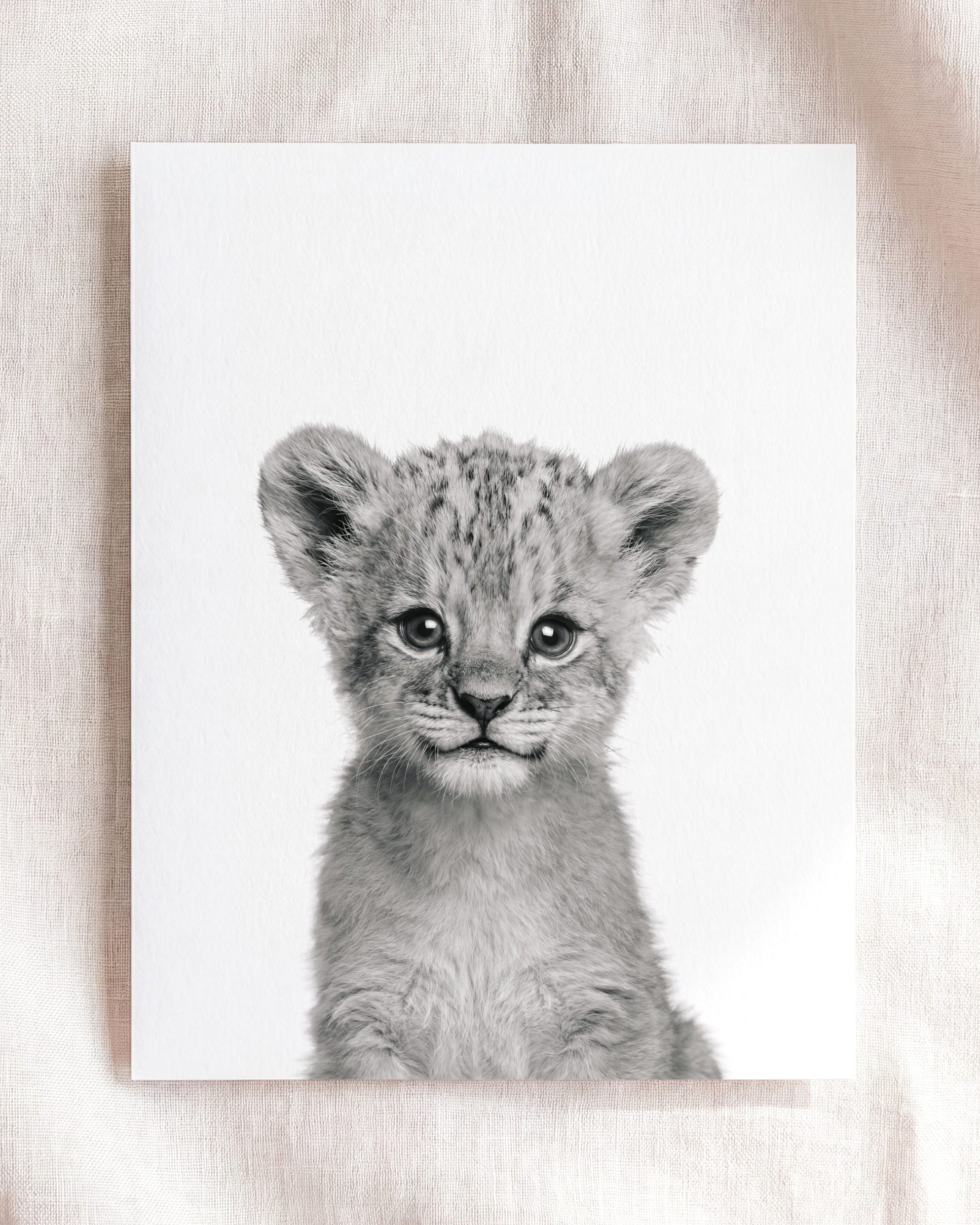 Baby Lion