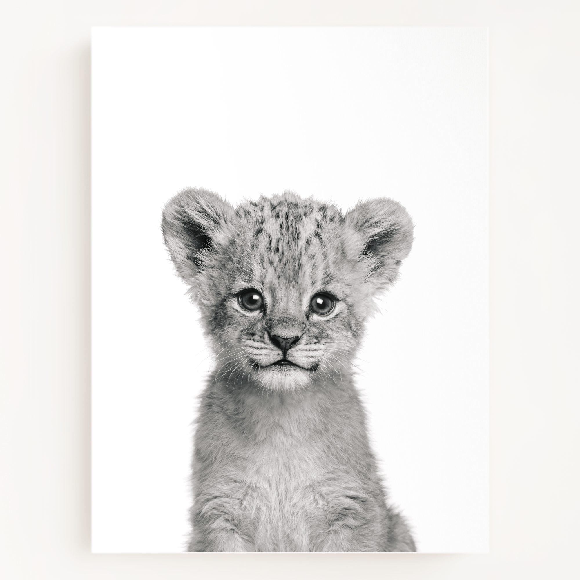 Baby Lion