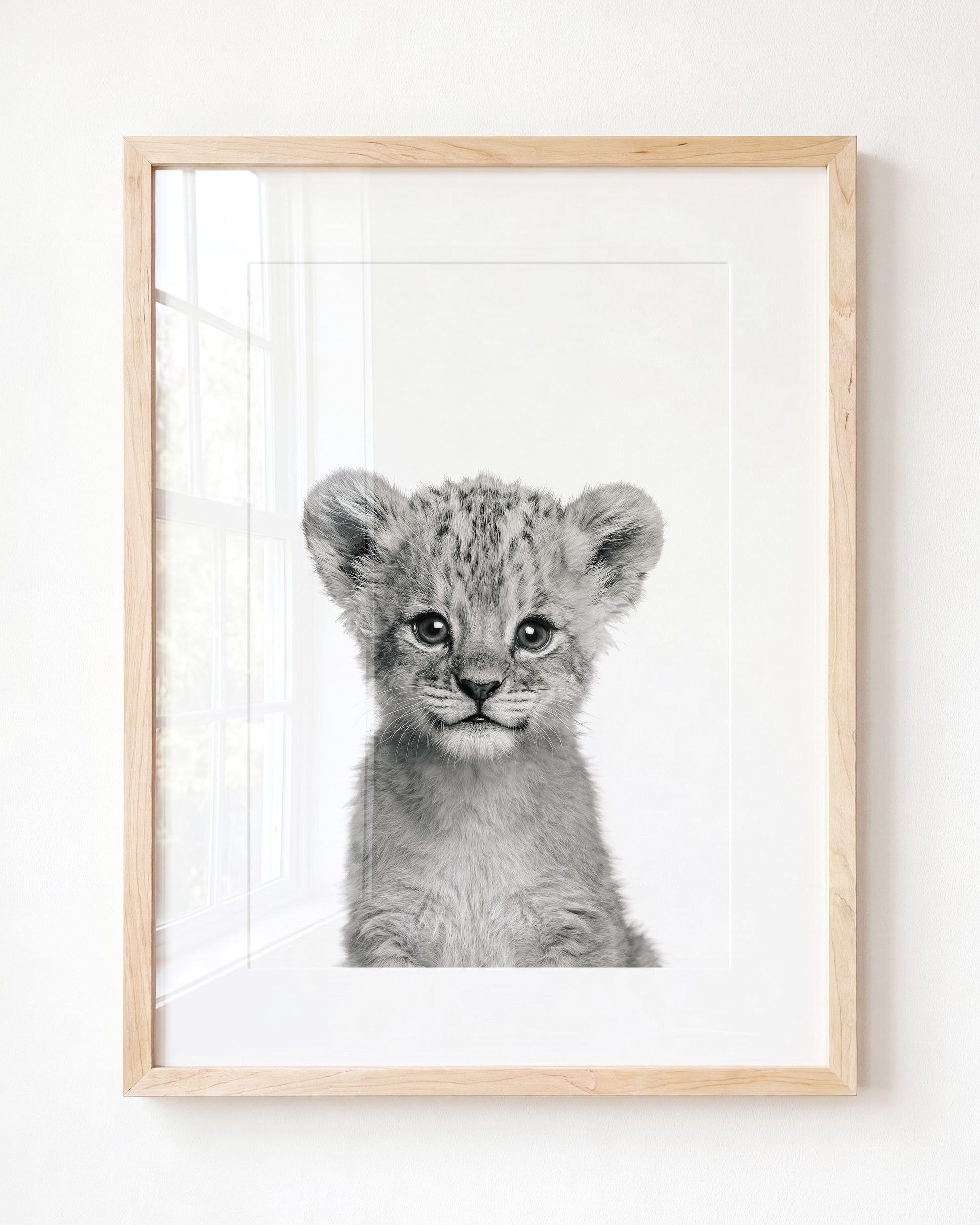 Baby Lion
