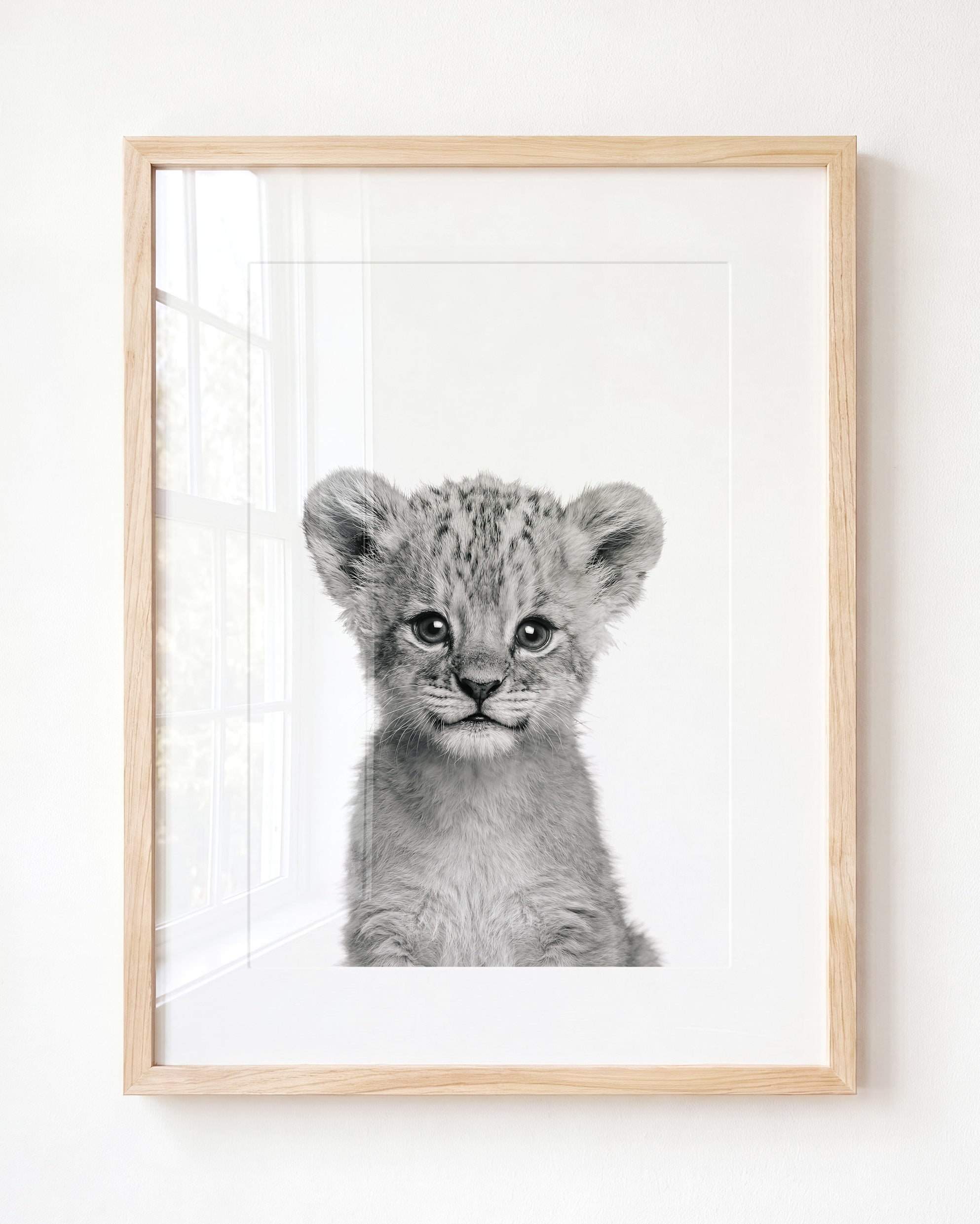 Baby Lion