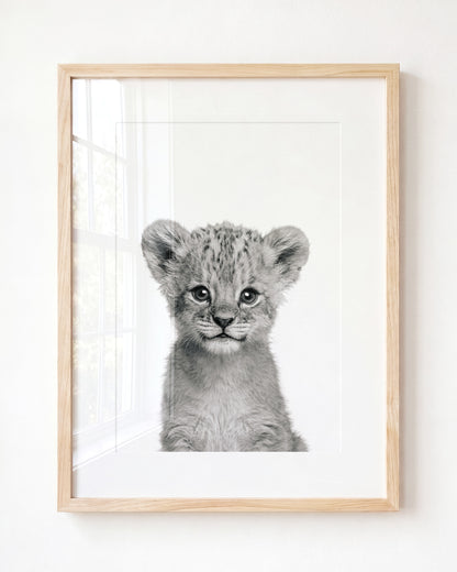 Baby Lion