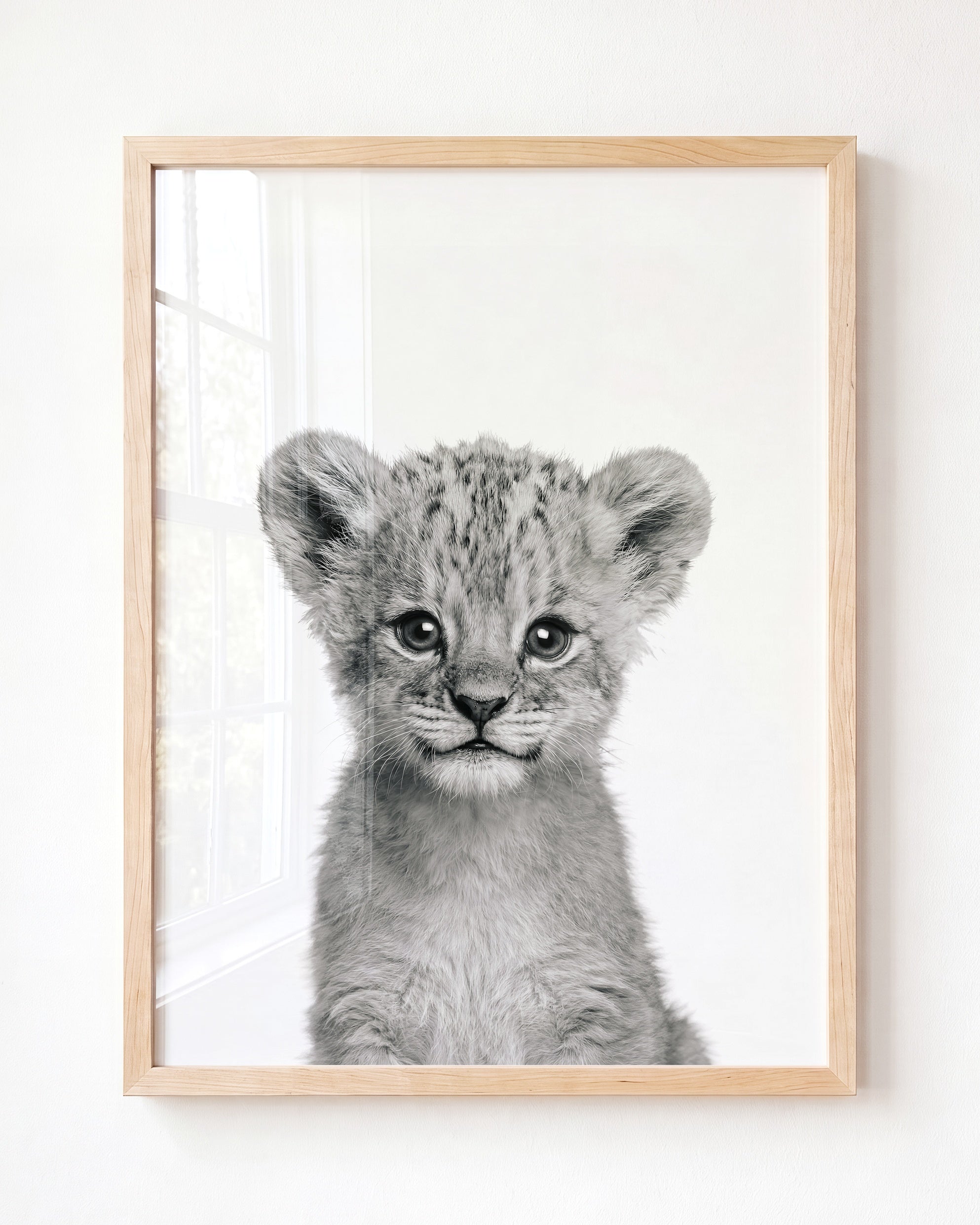 Baby Lion