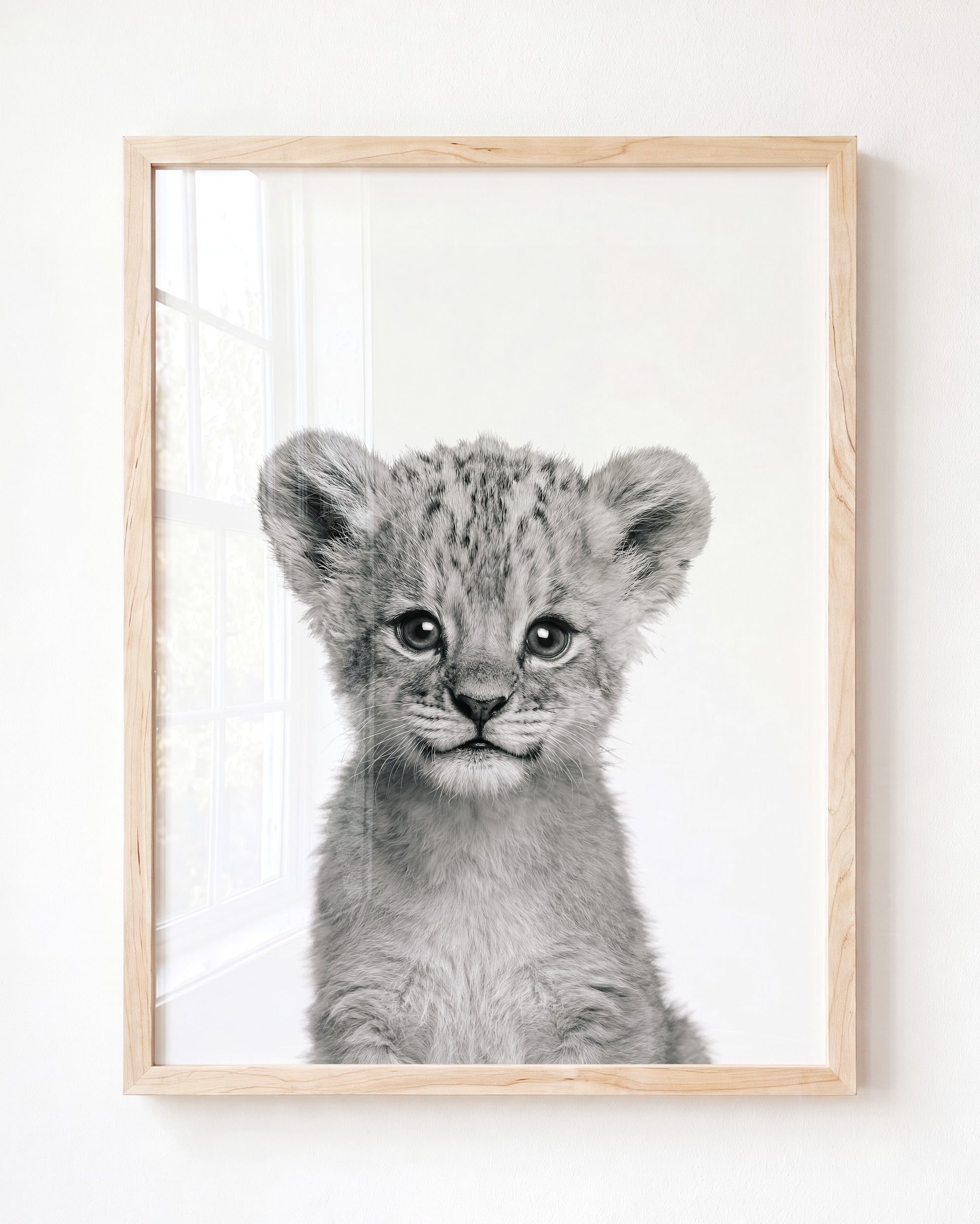 Baby Lion