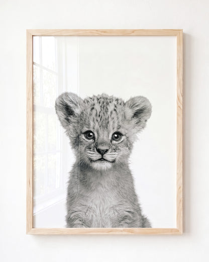 Baby Lion