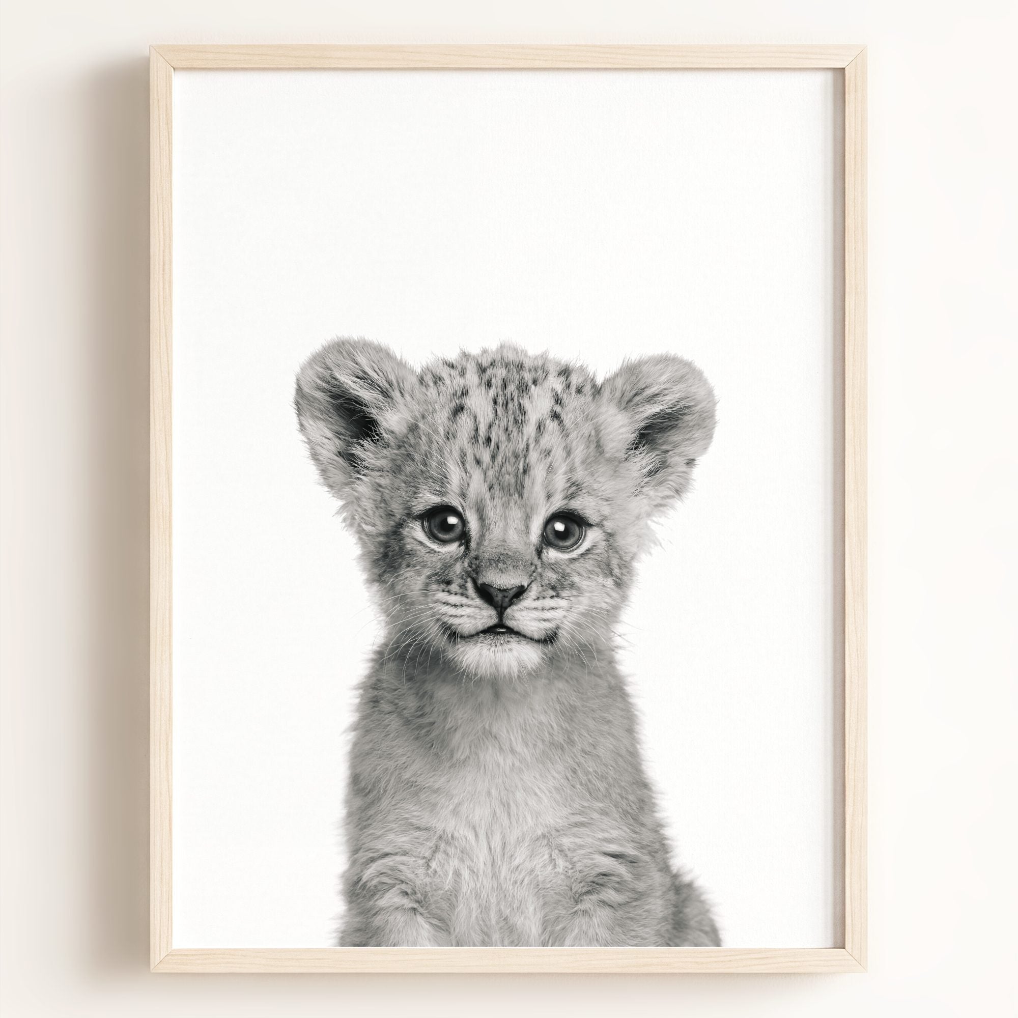 Baby Lion