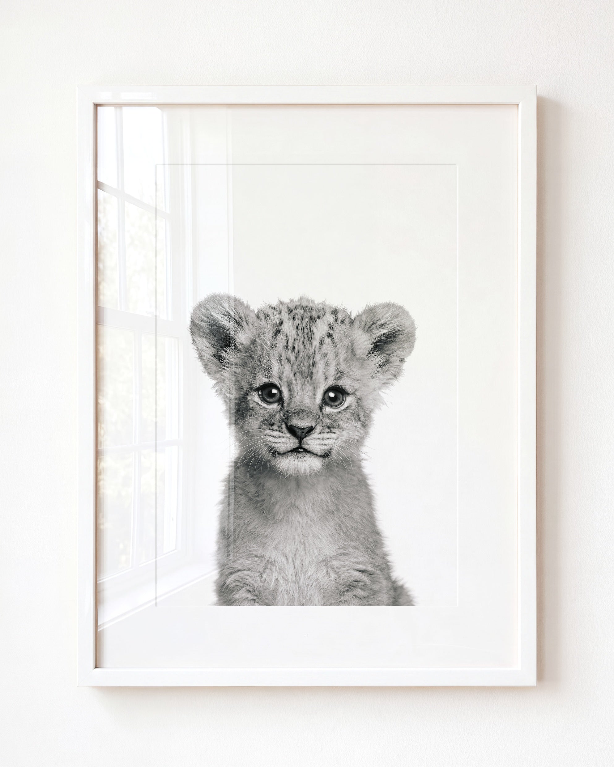 Baby Lion