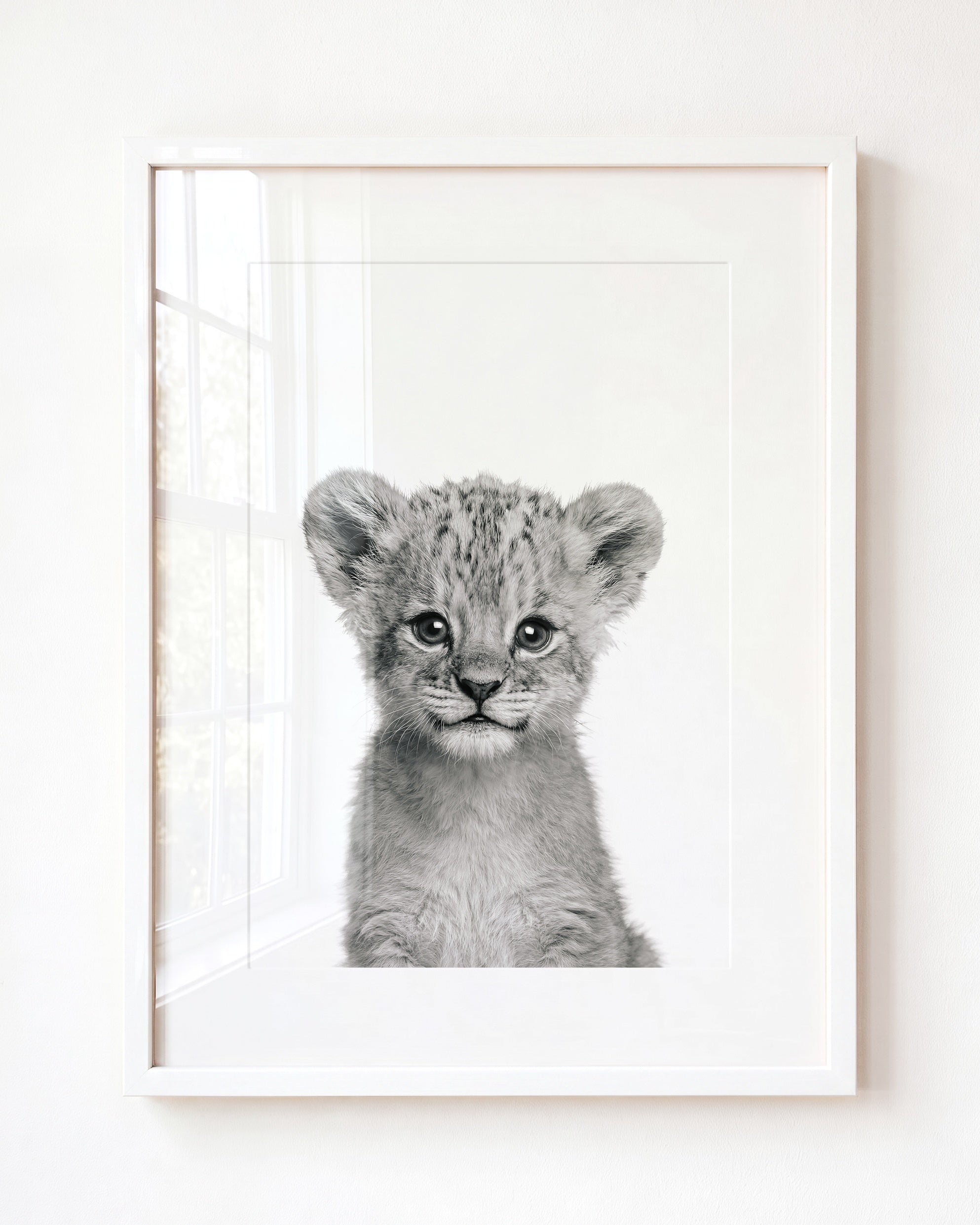 Baby Lion