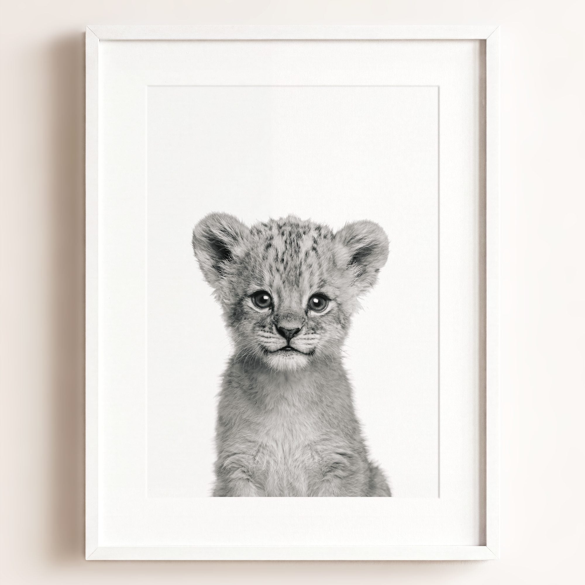 Baby Lion