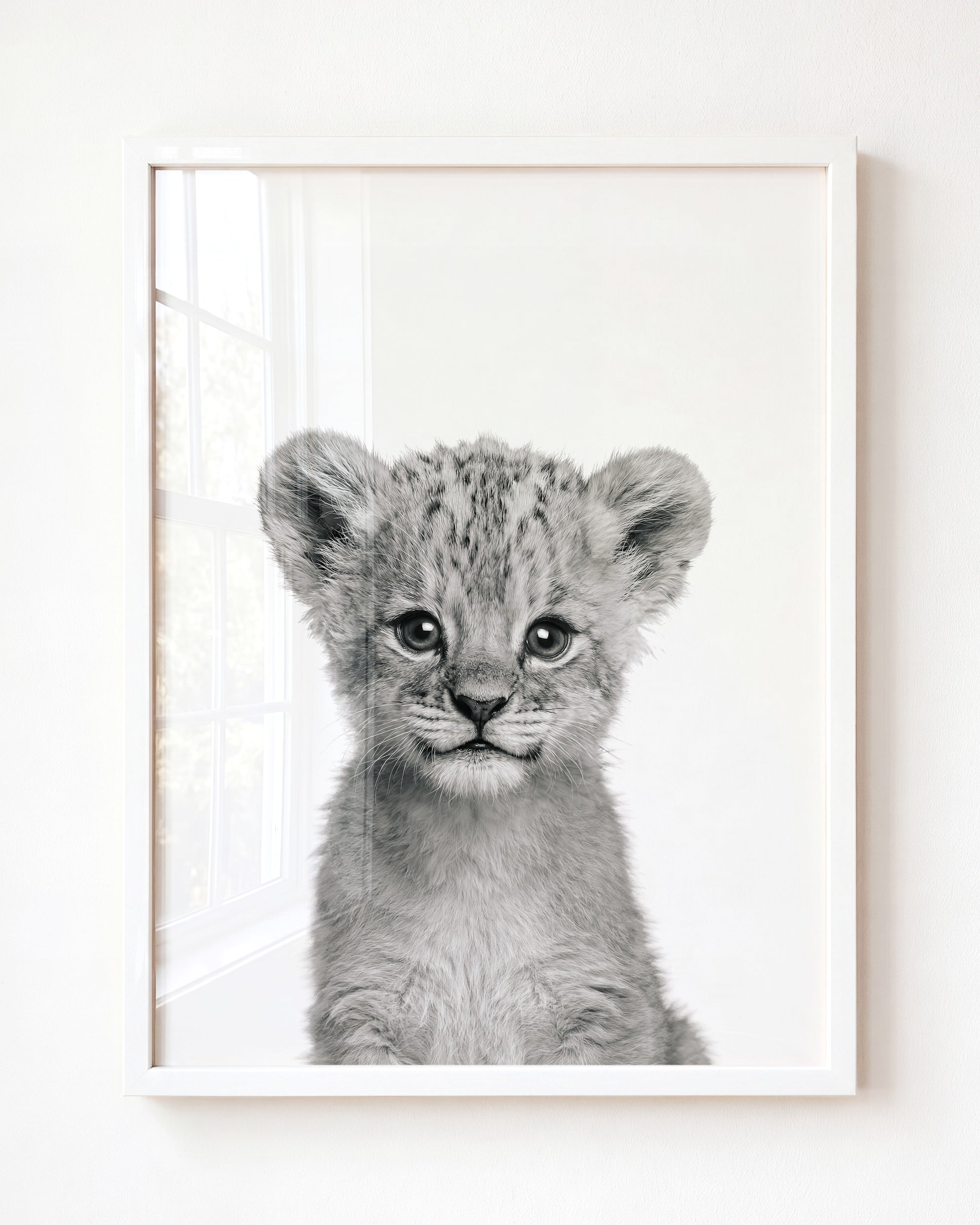 Baby Lion