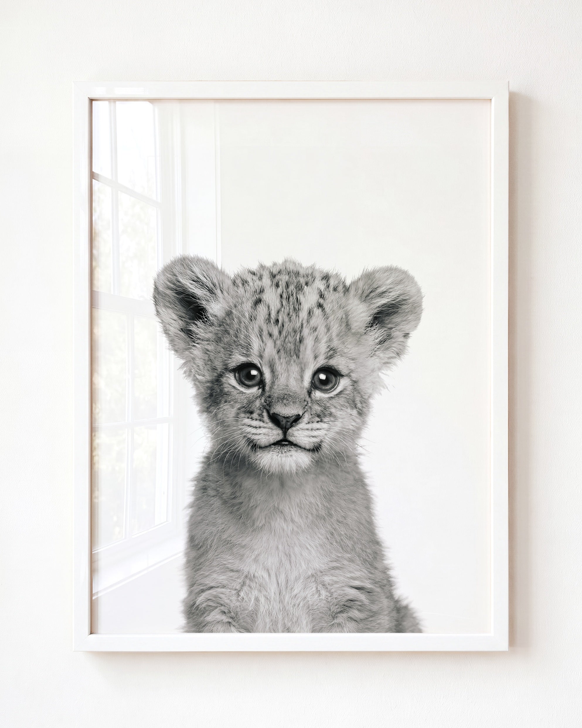 Baby Lion