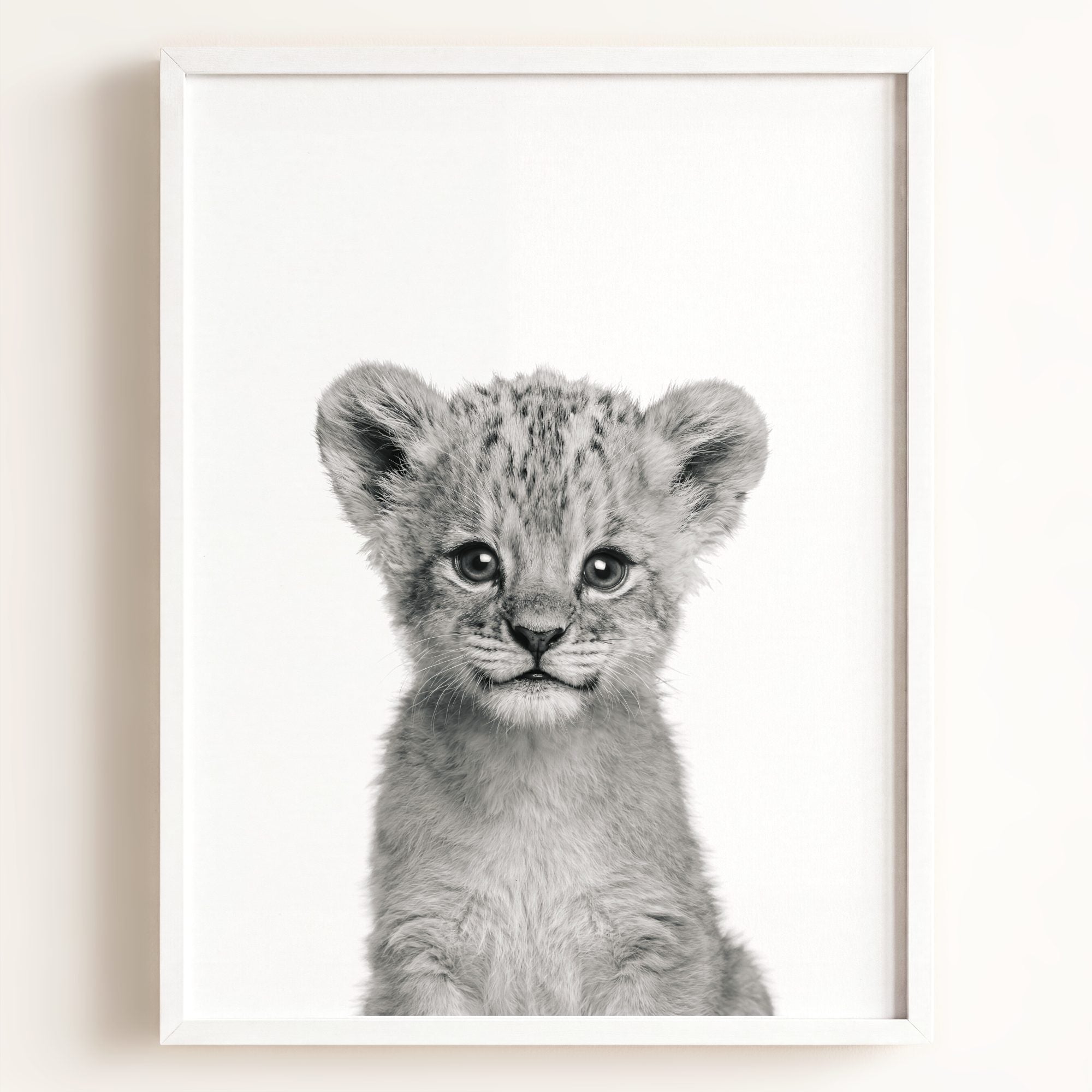 Baby Lion