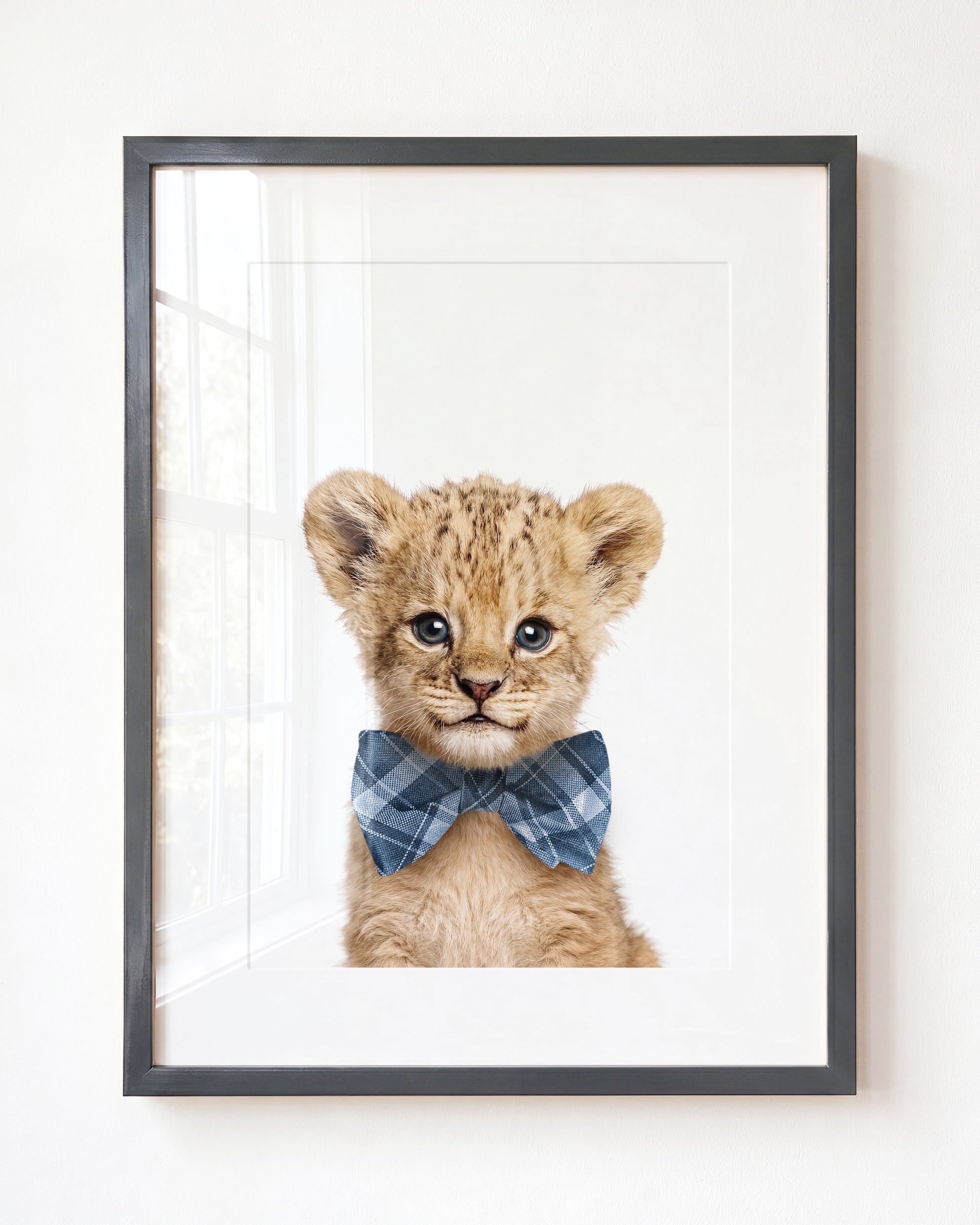 Baby Lion