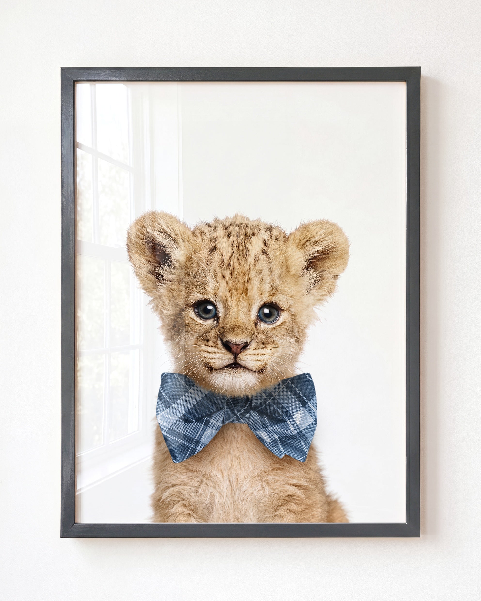 Baby Lion