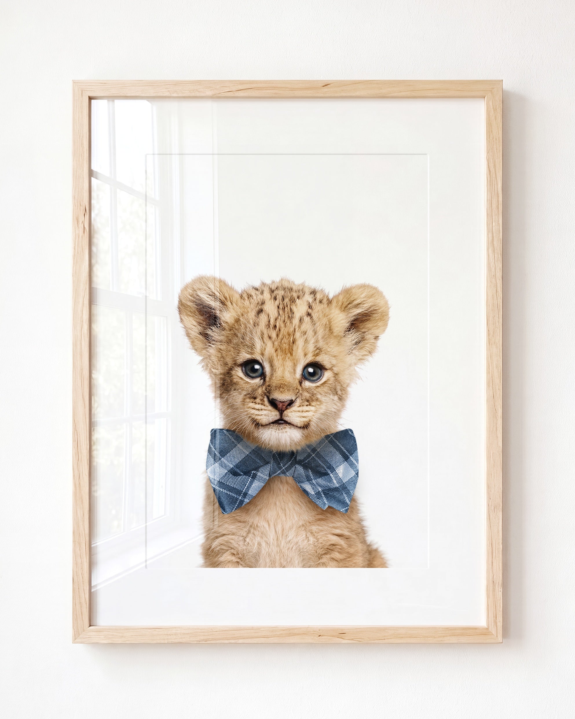 Baby Lion