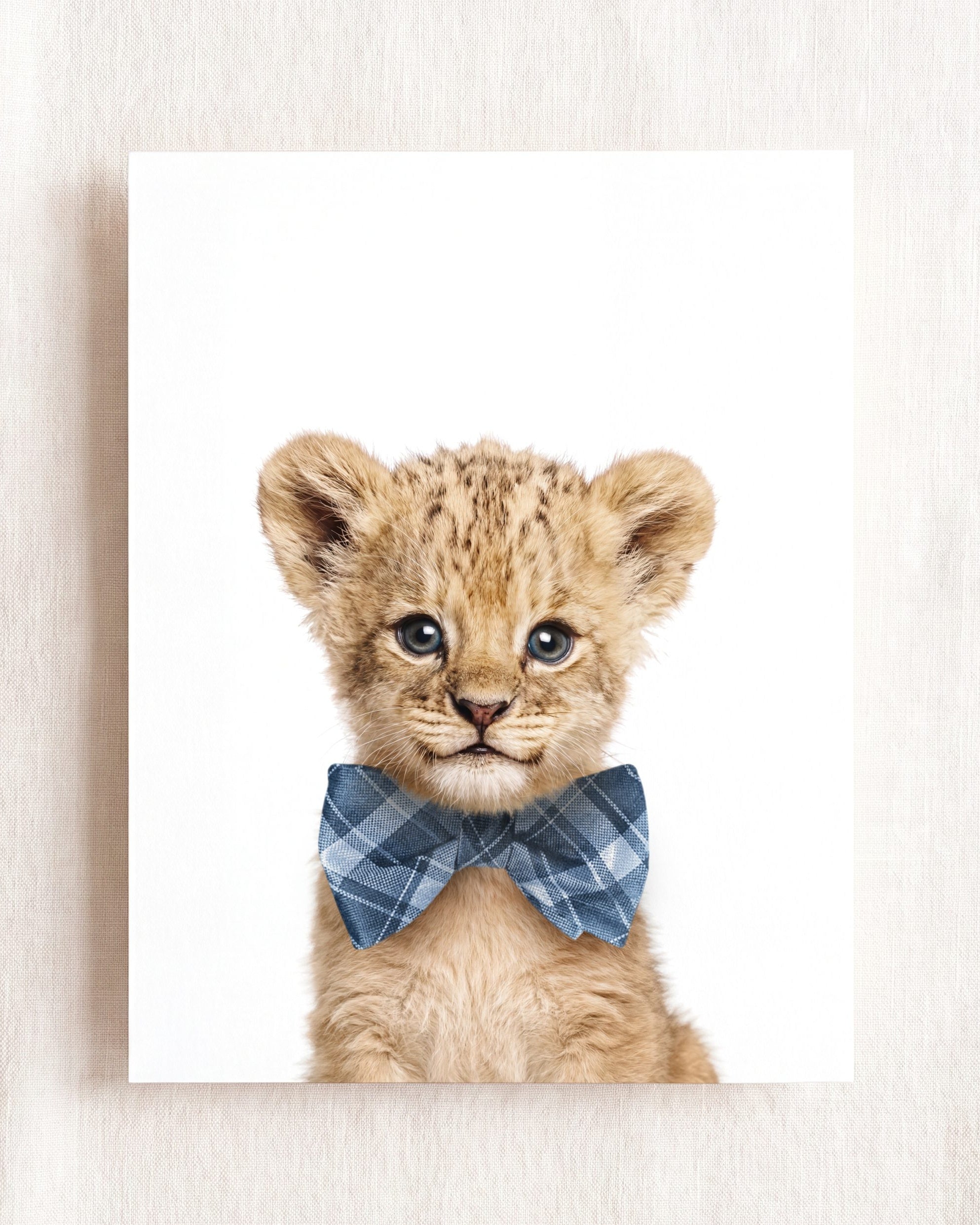 Baby Lion