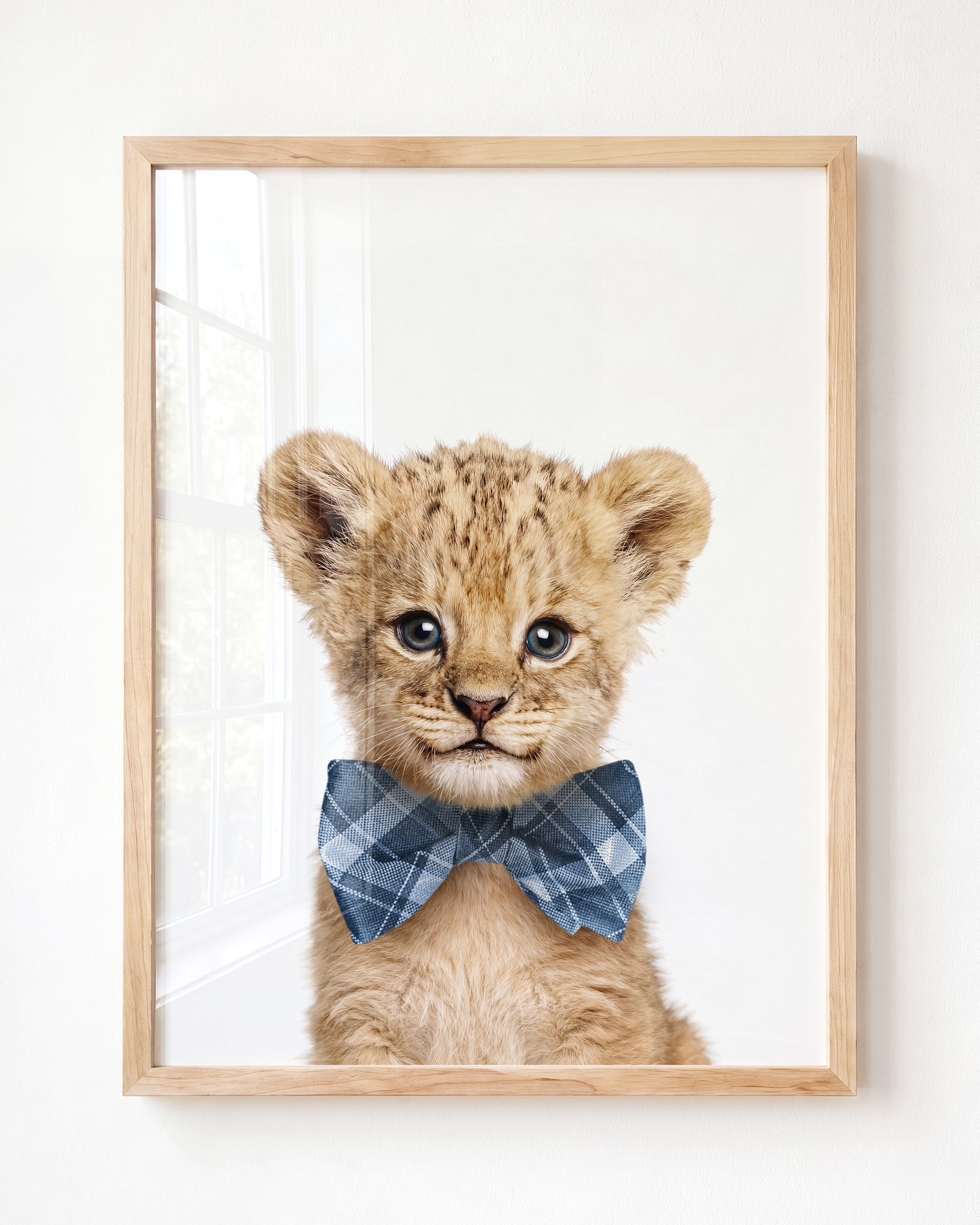Baby Lion
