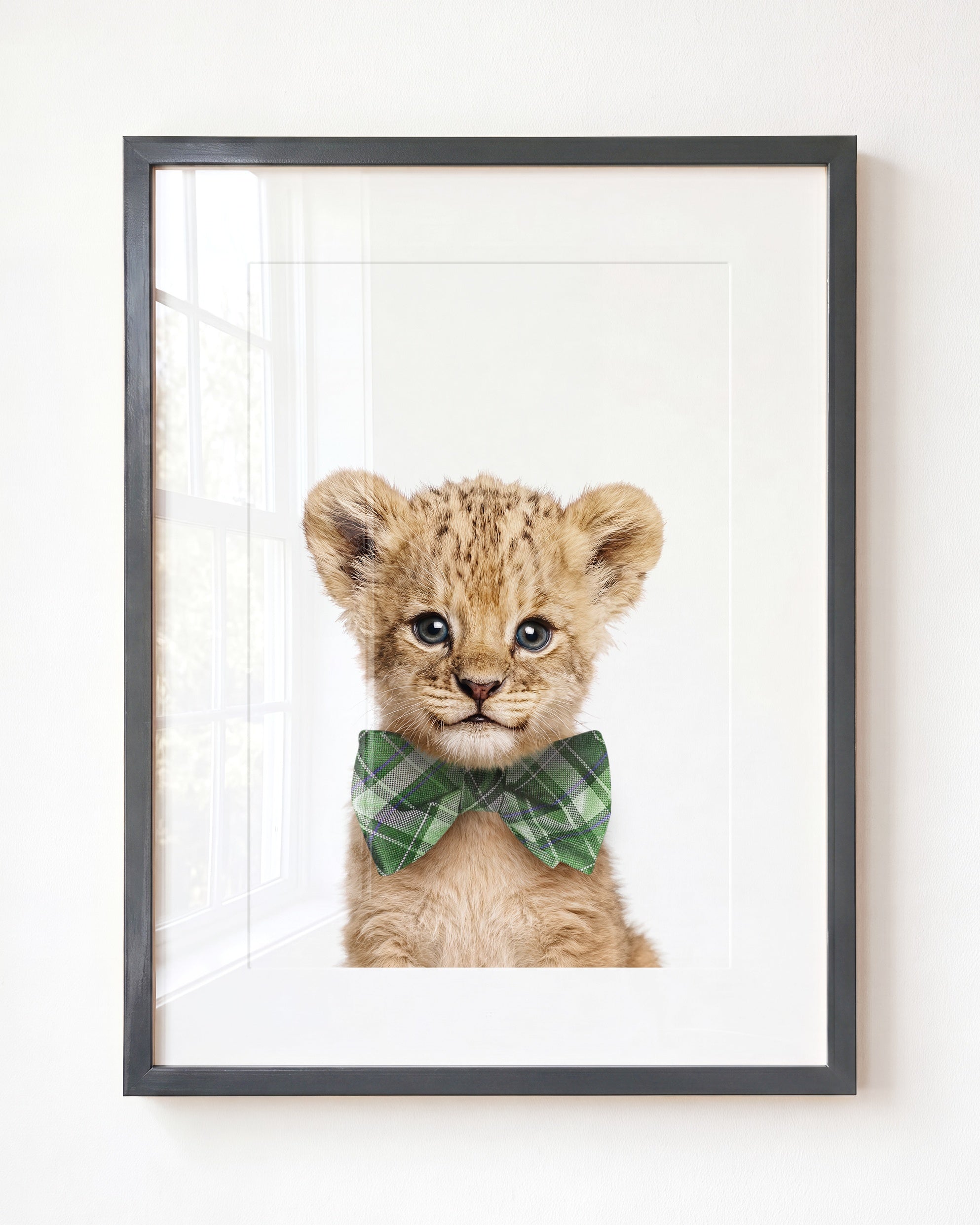 Baby Lion