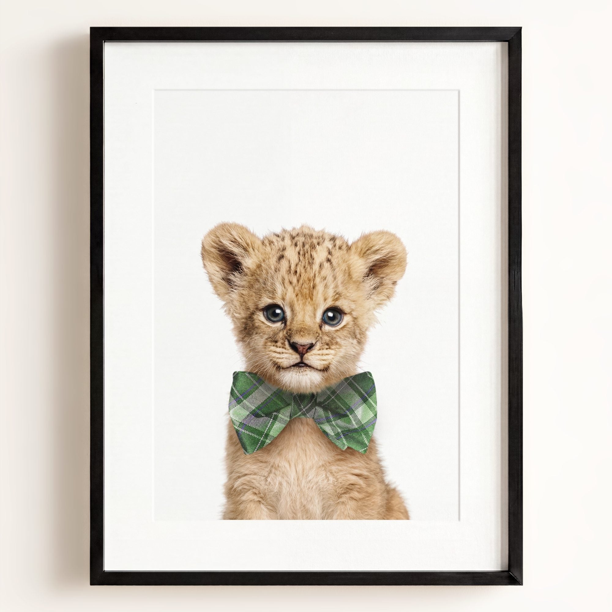 Baby Lion