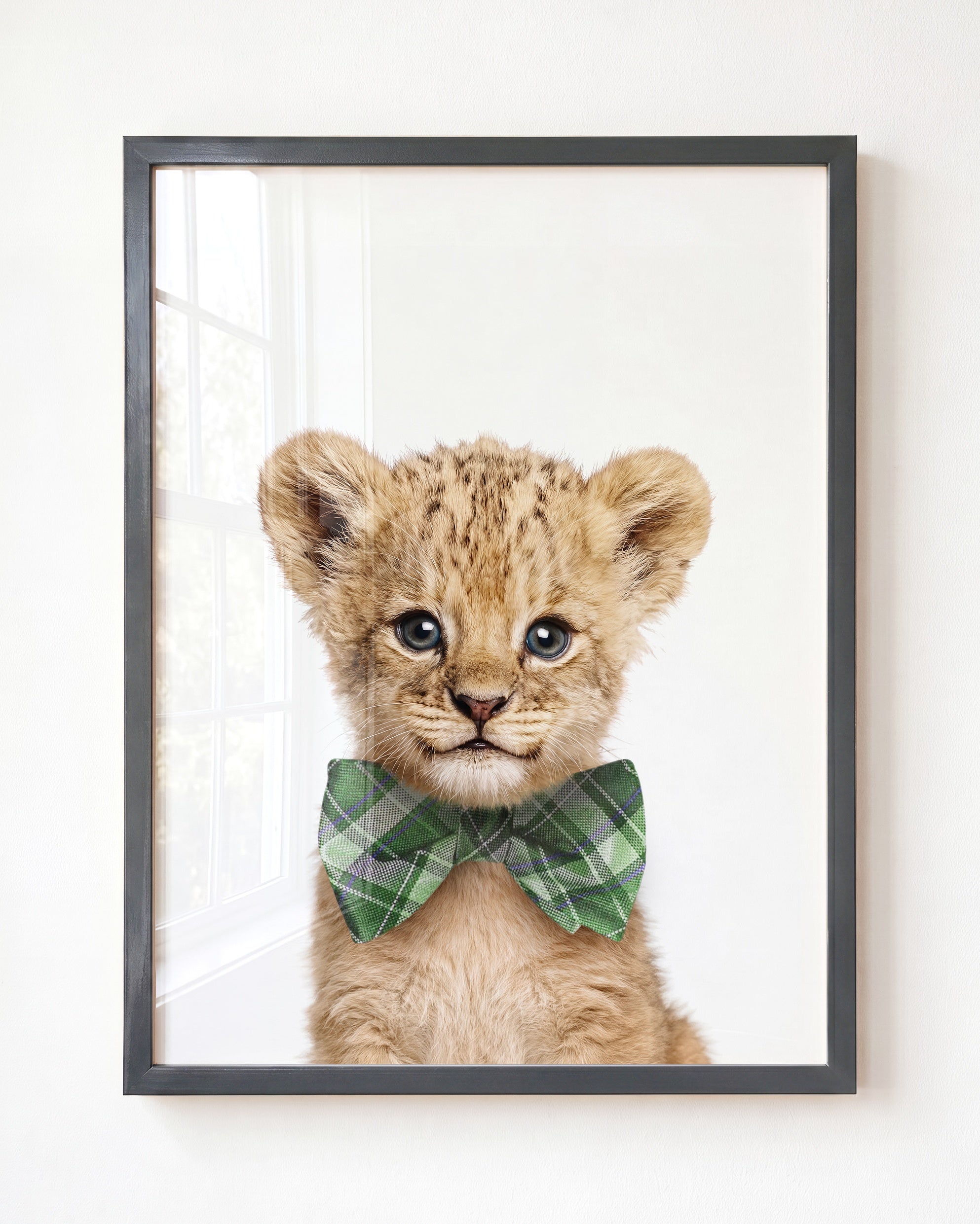 Baby Lion