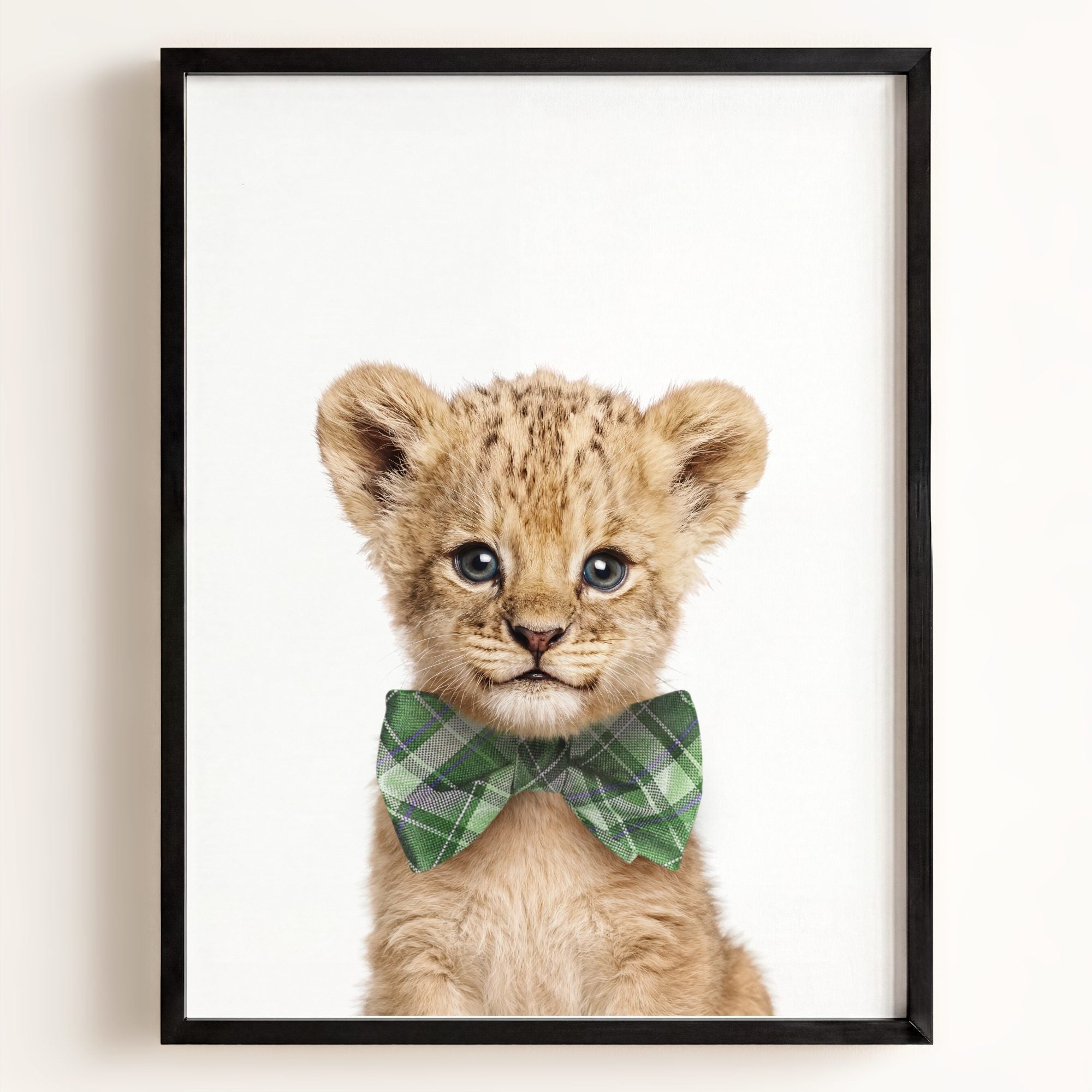 Baby Lion