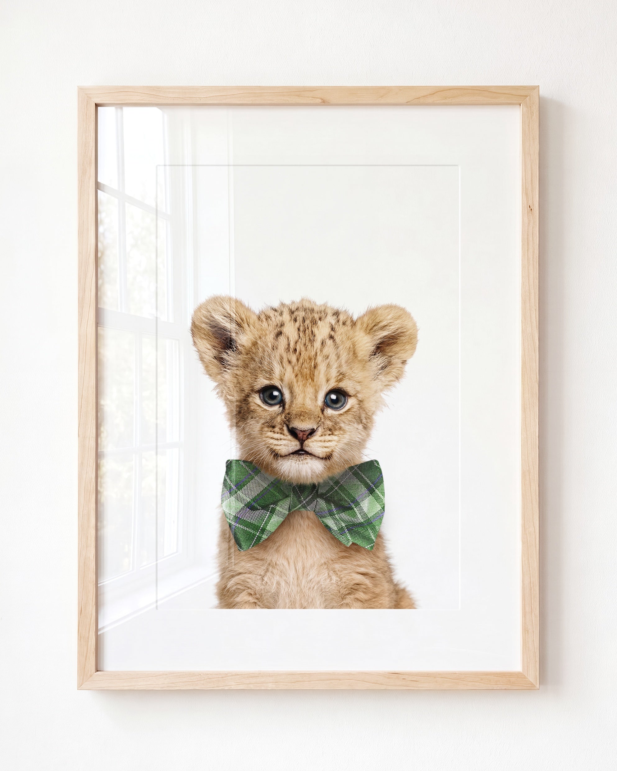 Baby Lion