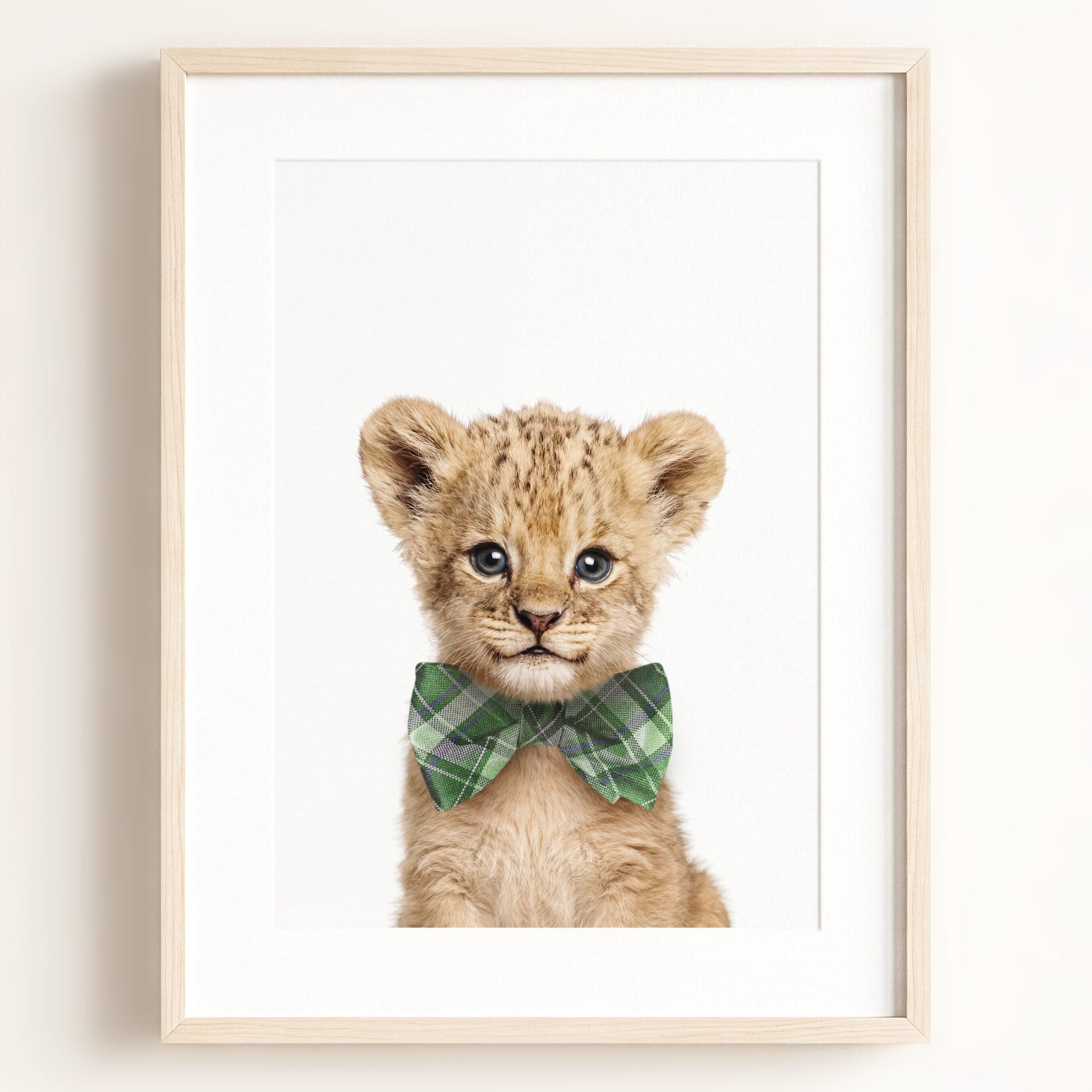 Baby Lion