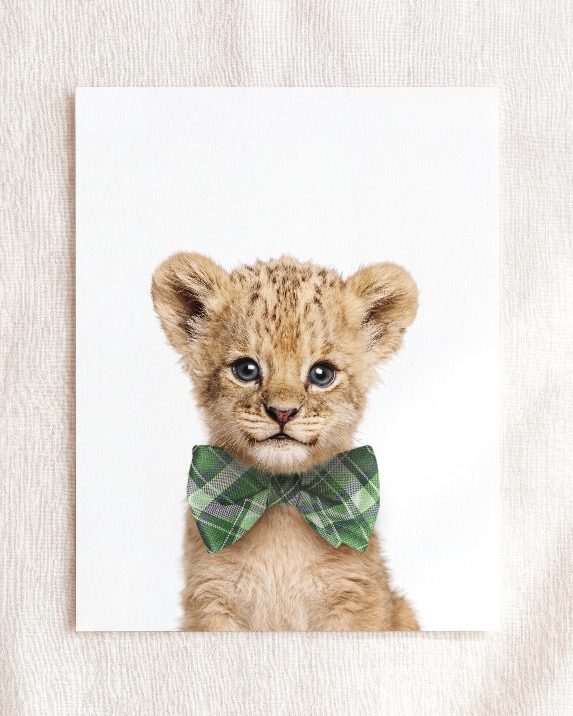 Baby Lion