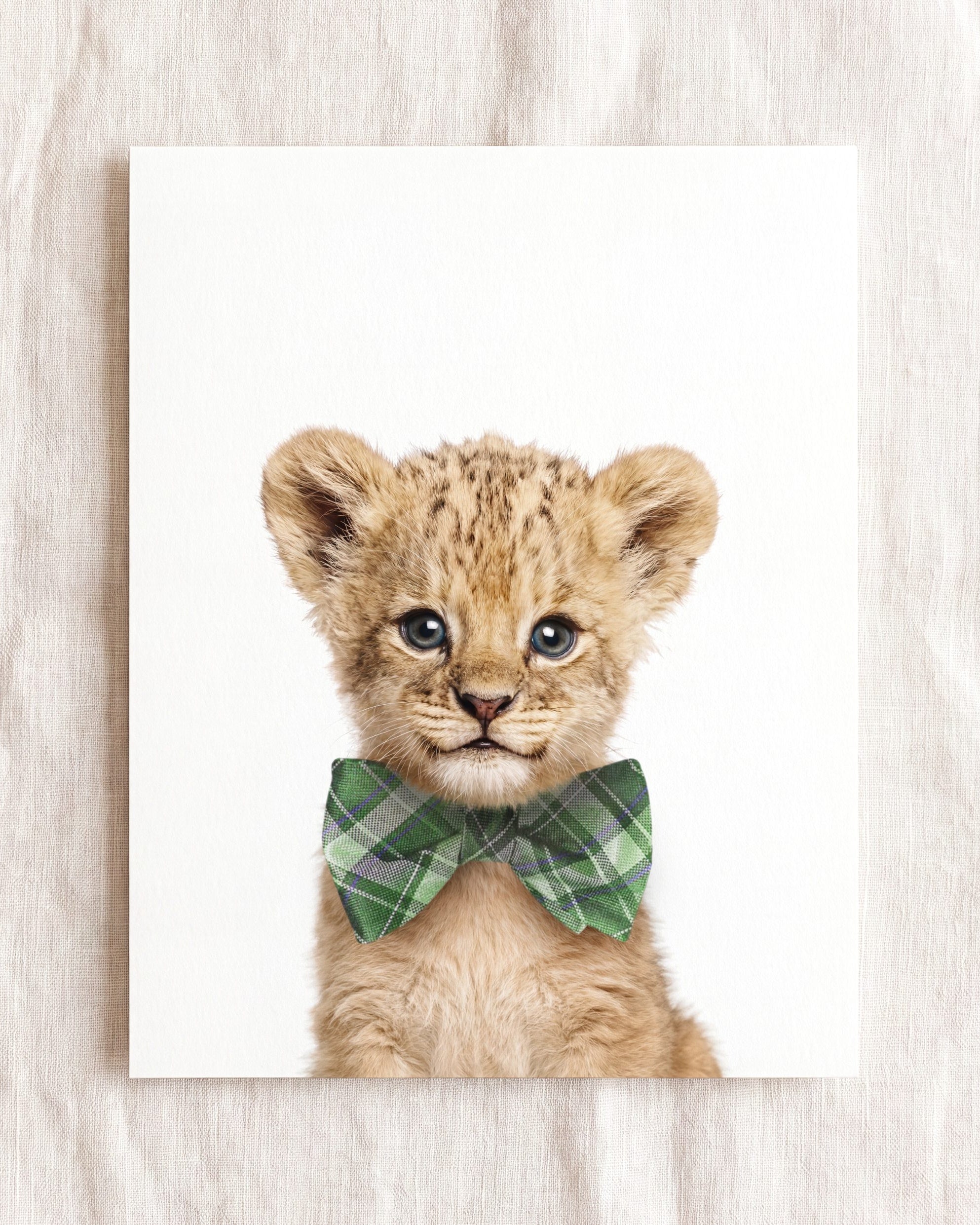 Baby Lion