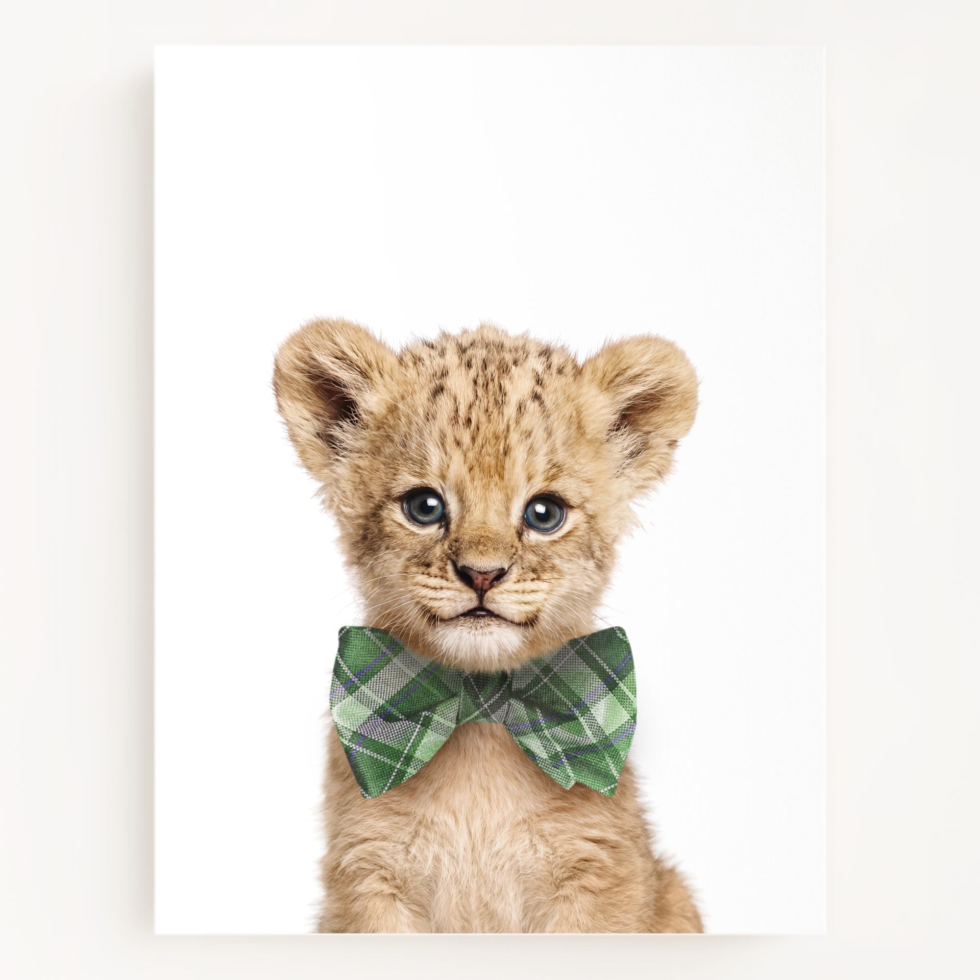 Baby Lion