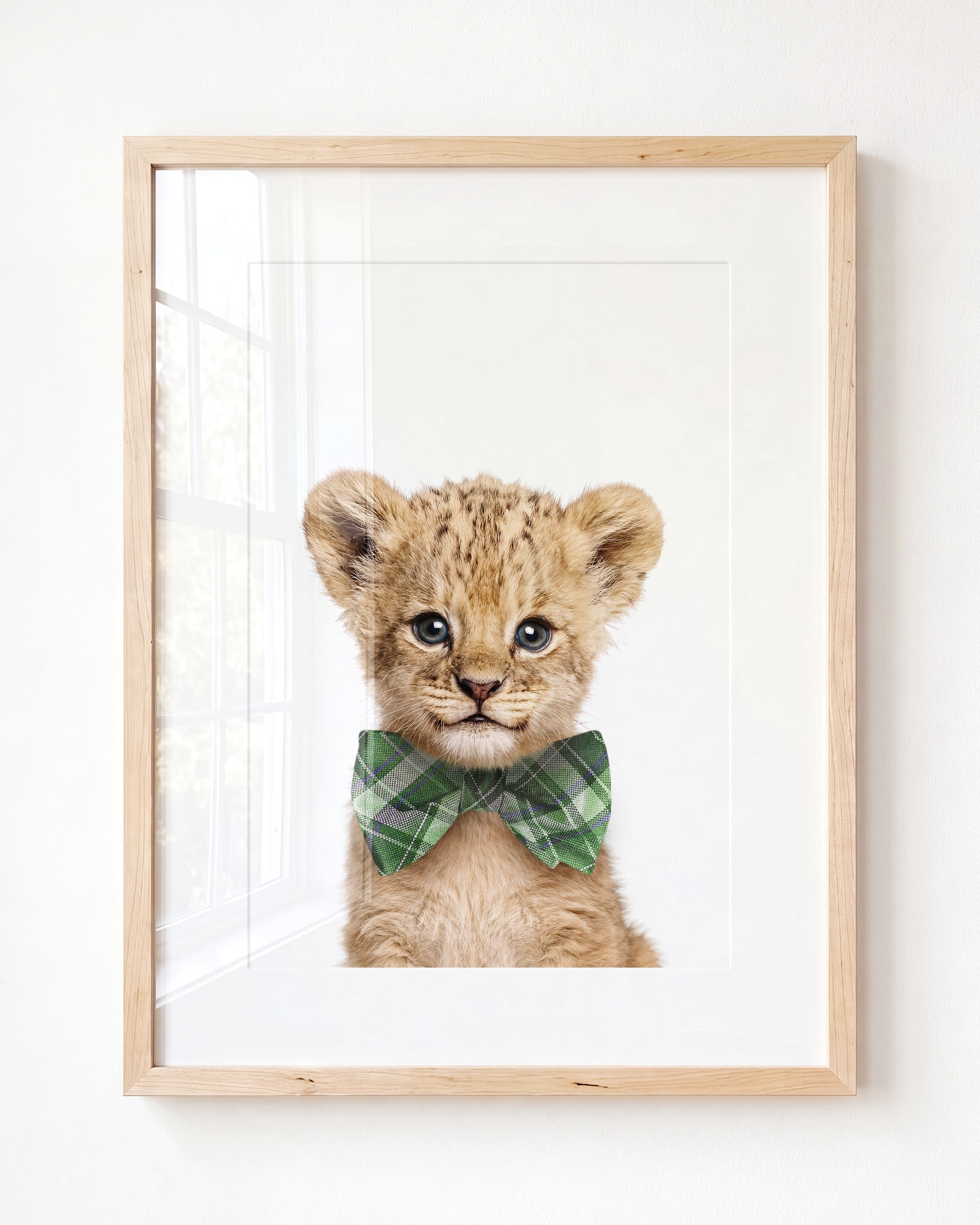 Baby Lion