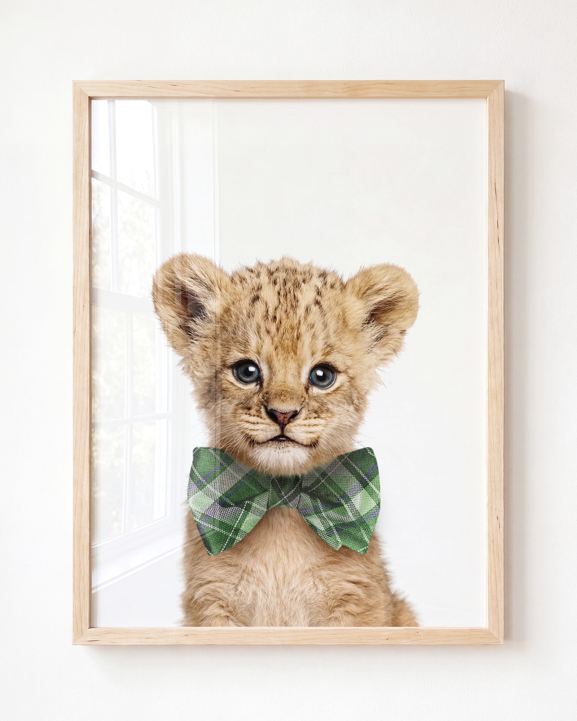 Baby Lion