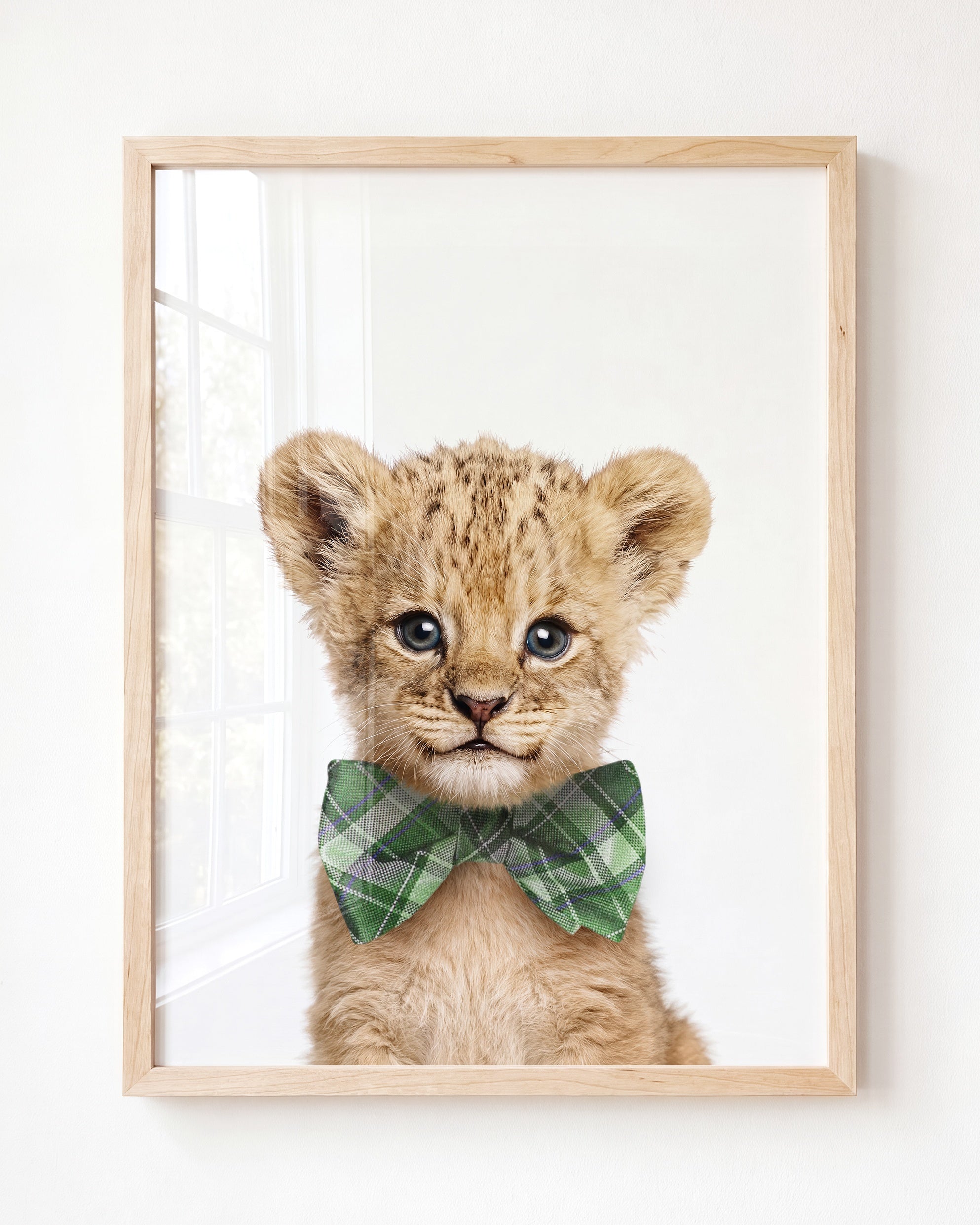 Baby Lion