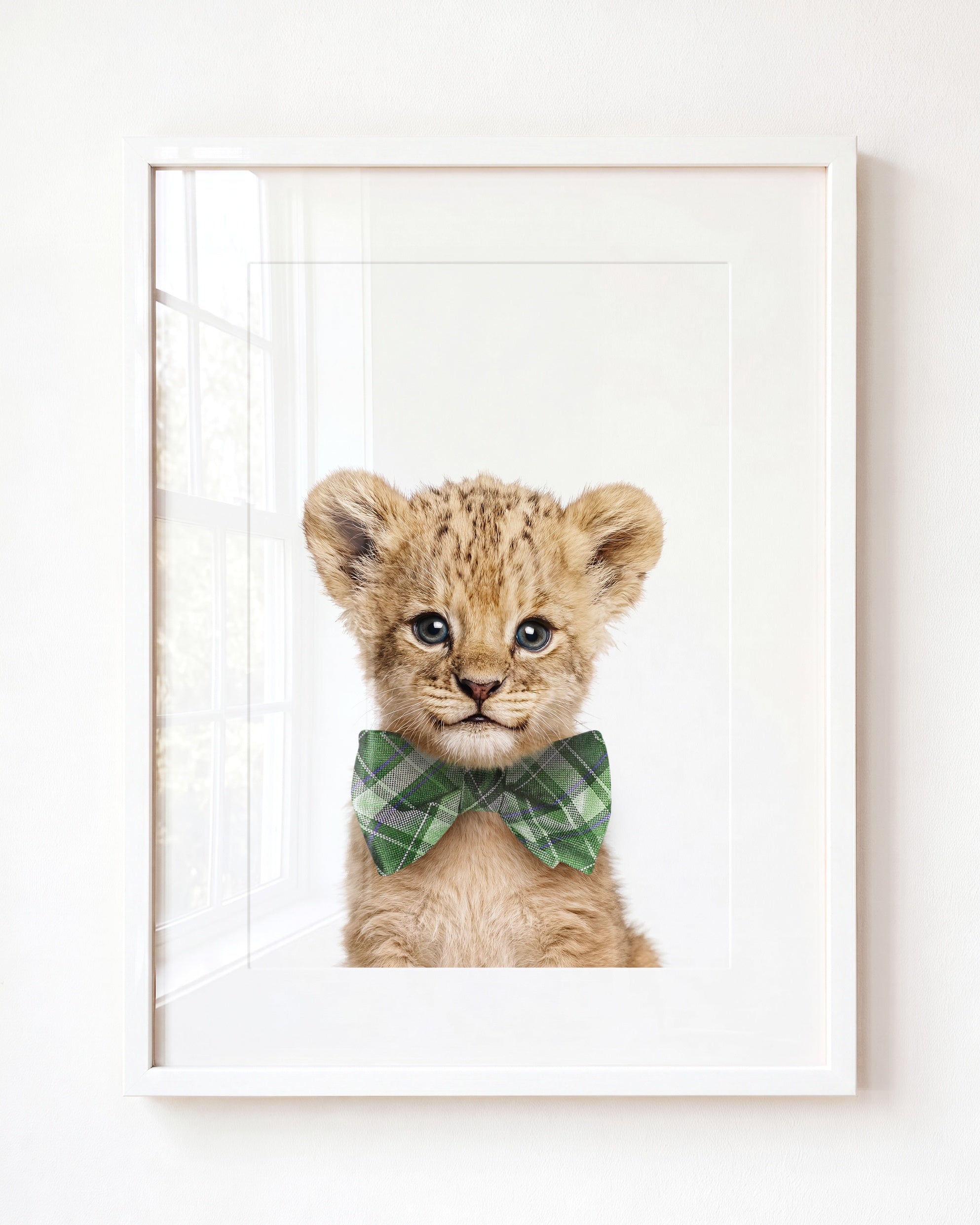 Baby Lion