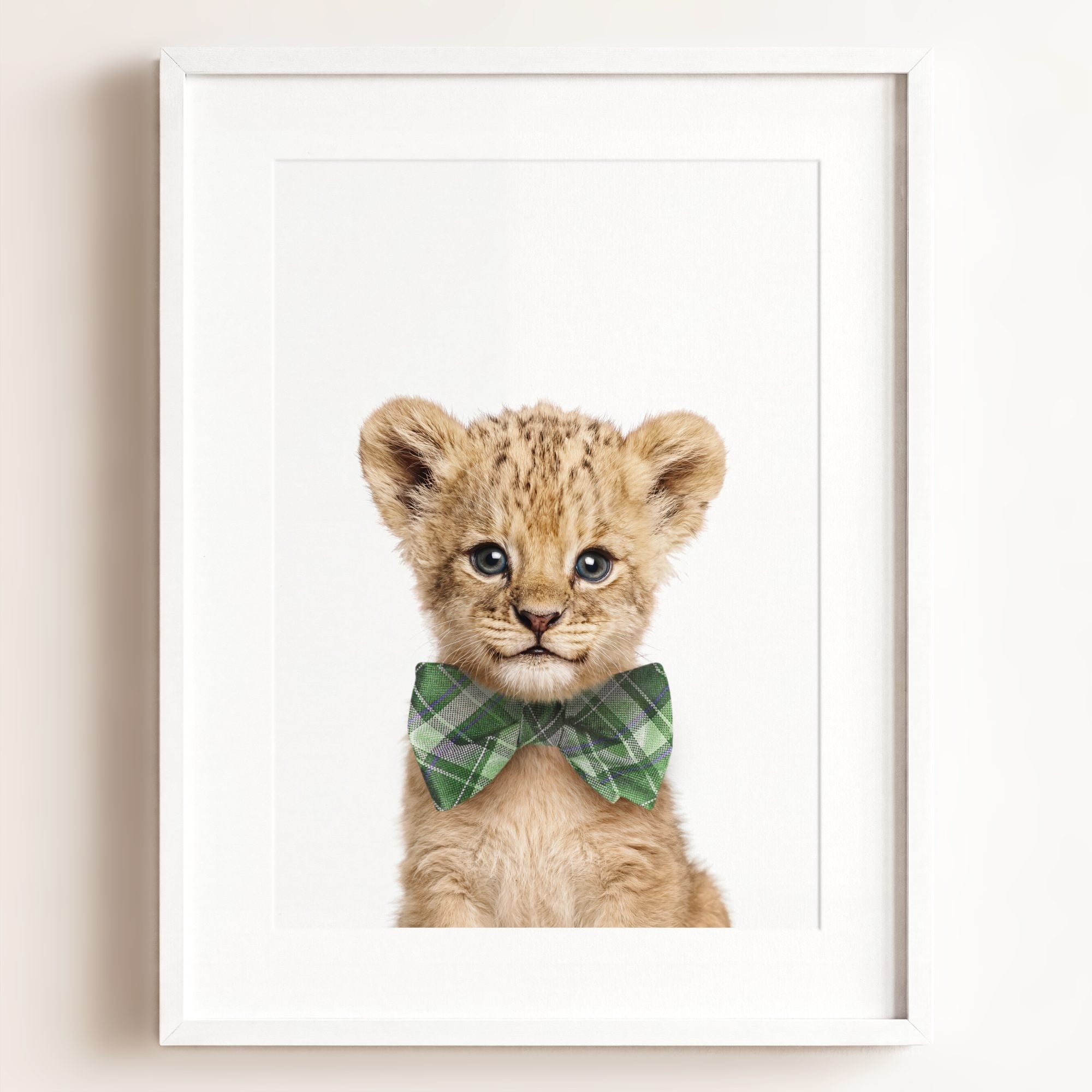 Baby Lion