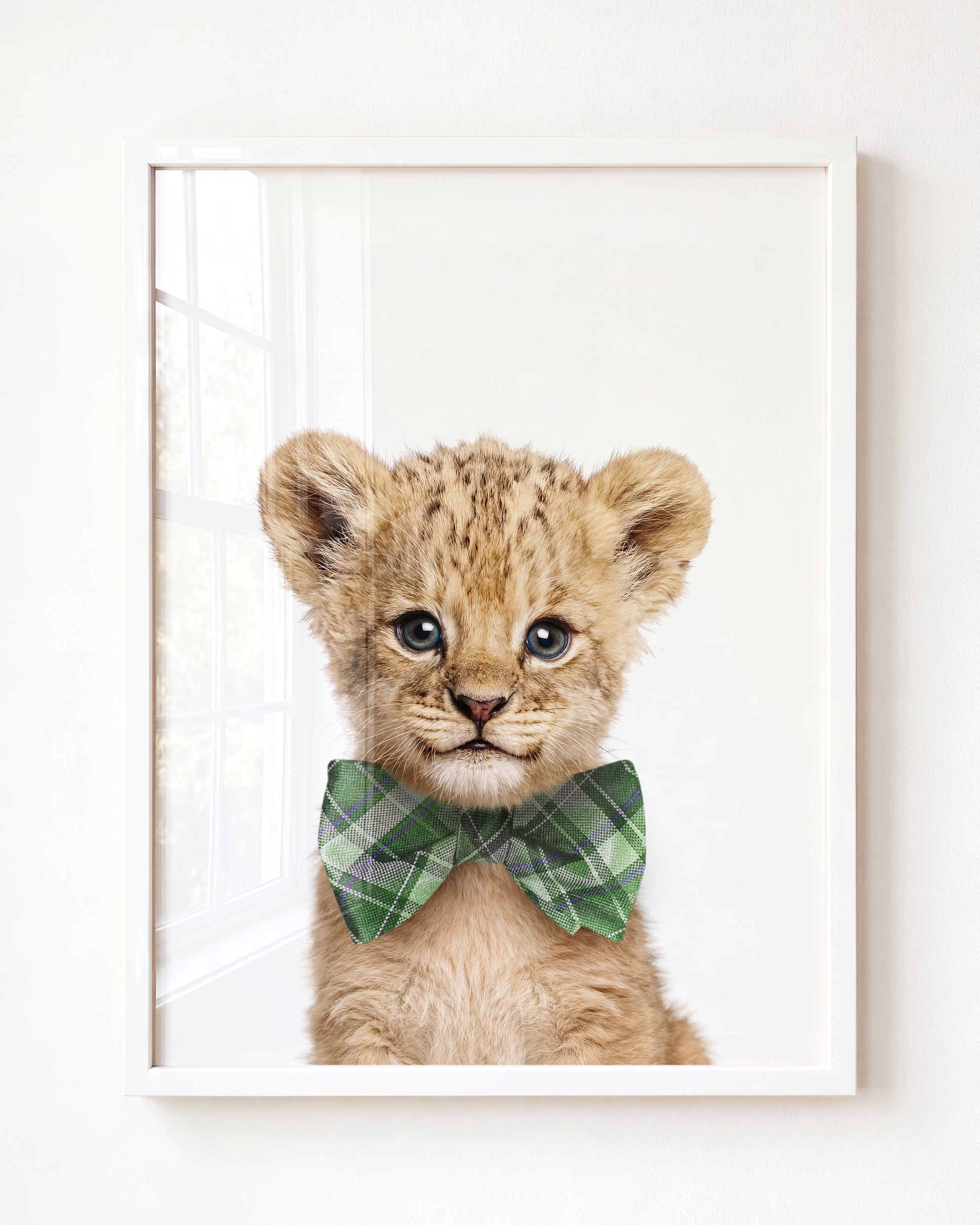Baby Lion