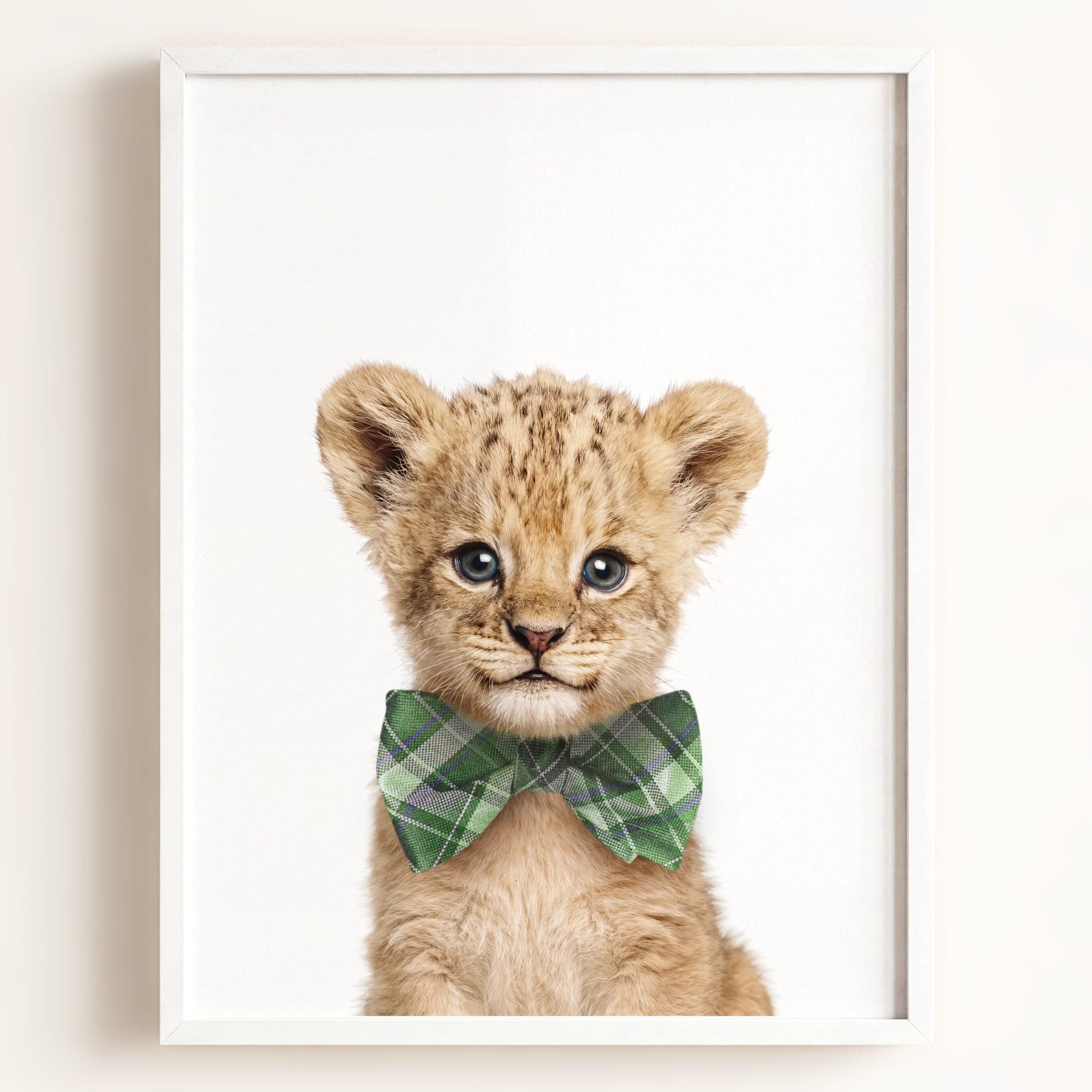 Baby Lion