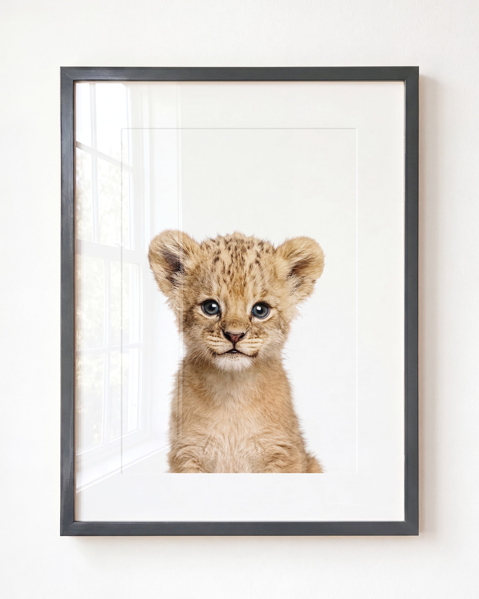 Baby Lion